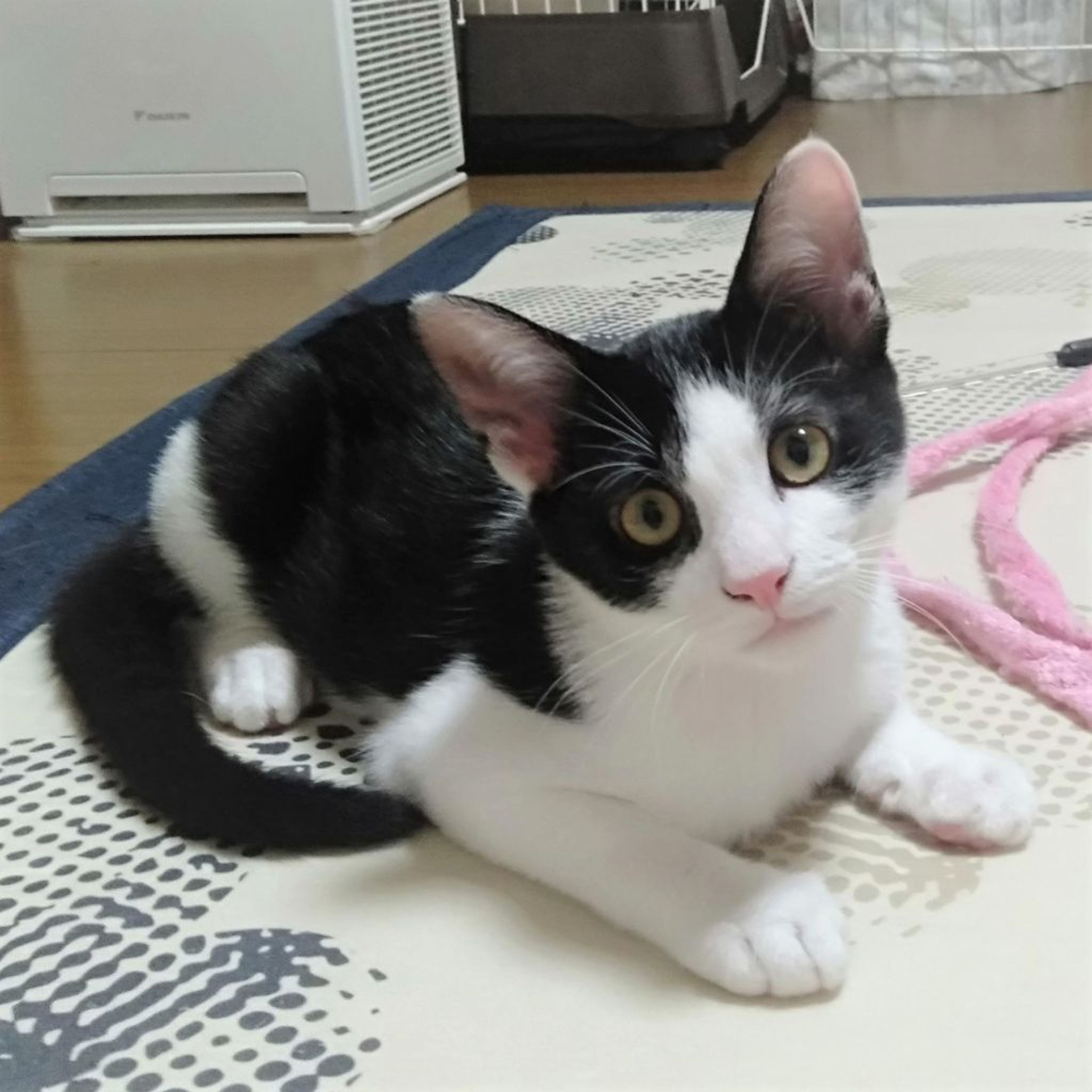 雑種（ミックス猫）・メスの里親募集の写真