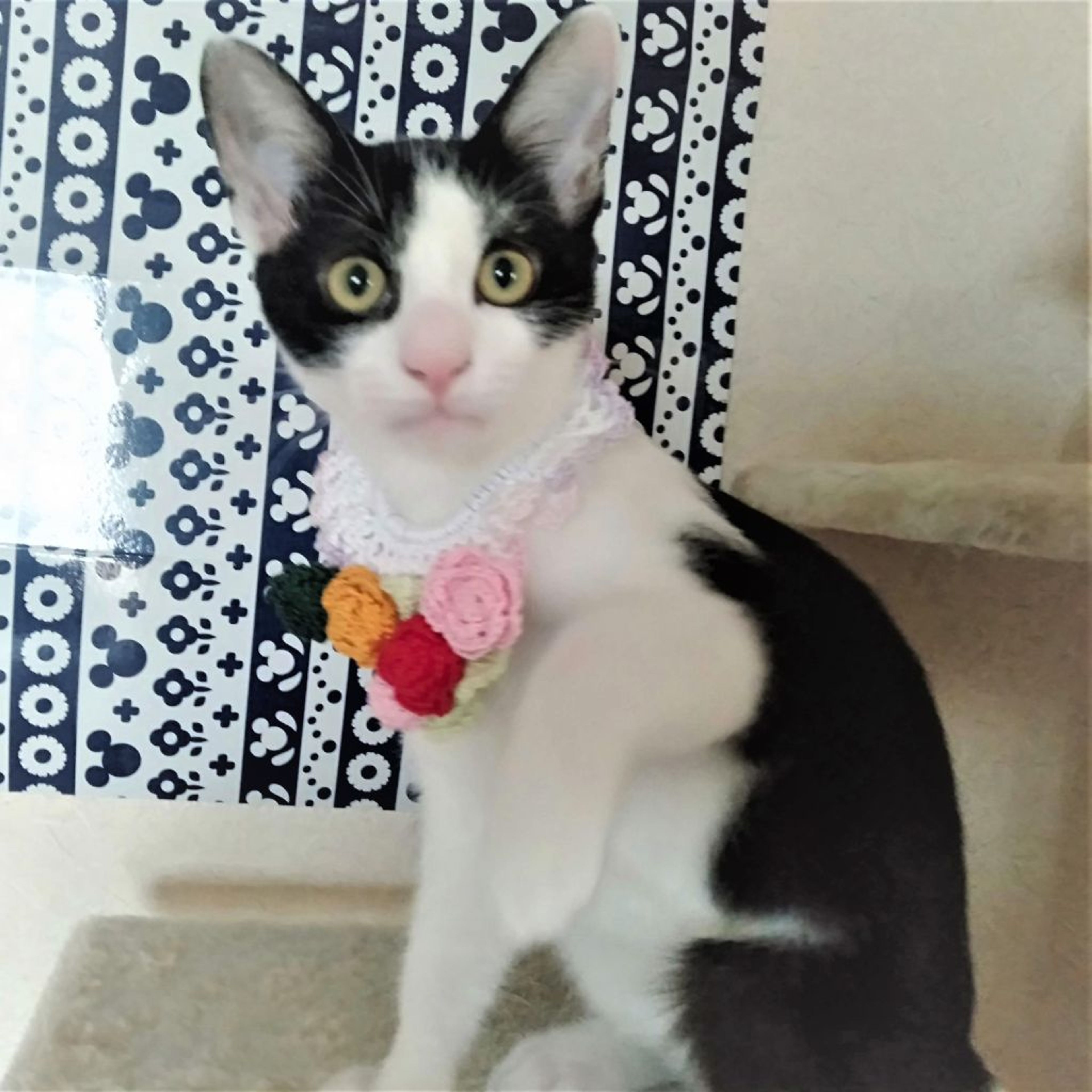 pet-image-2