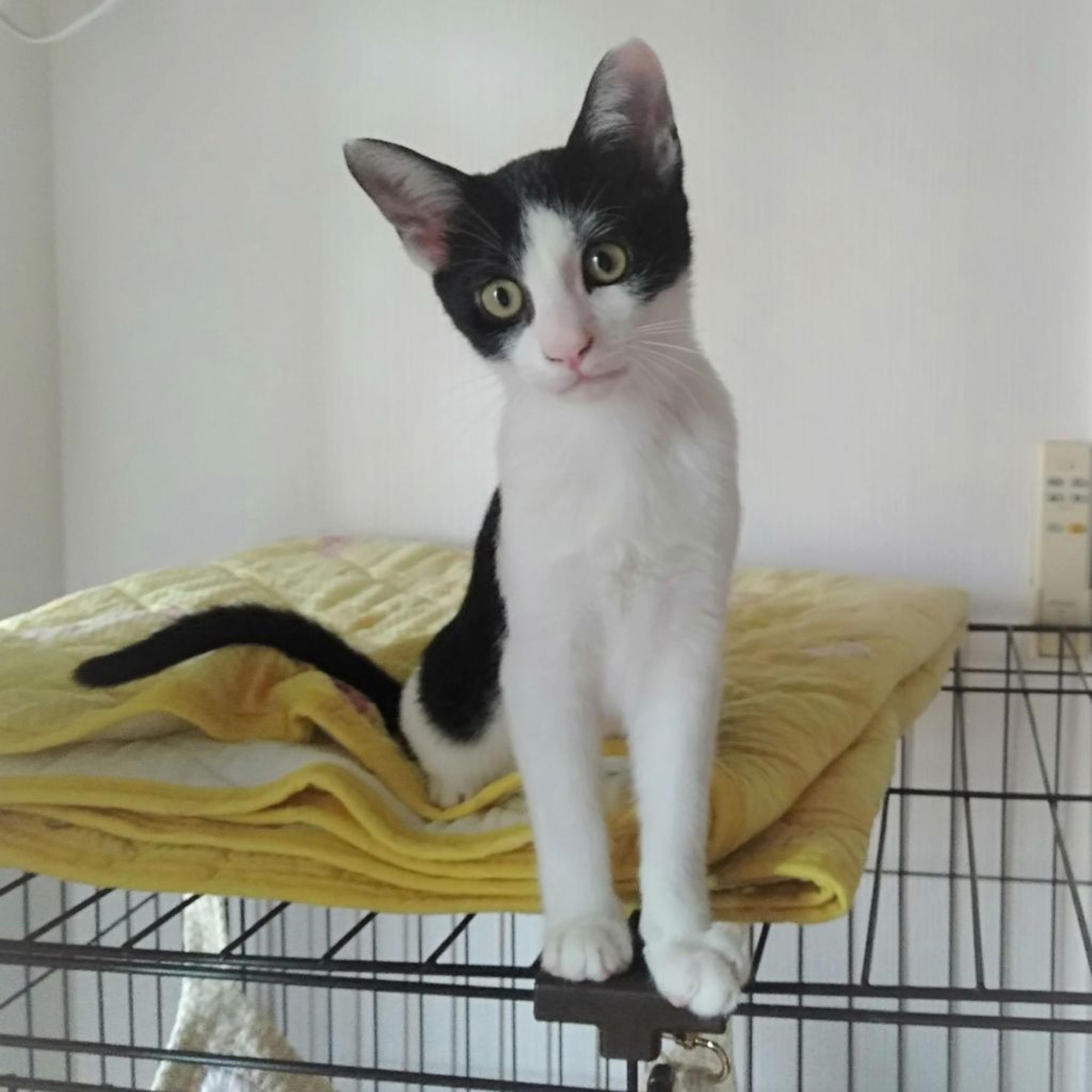 pet-image-3