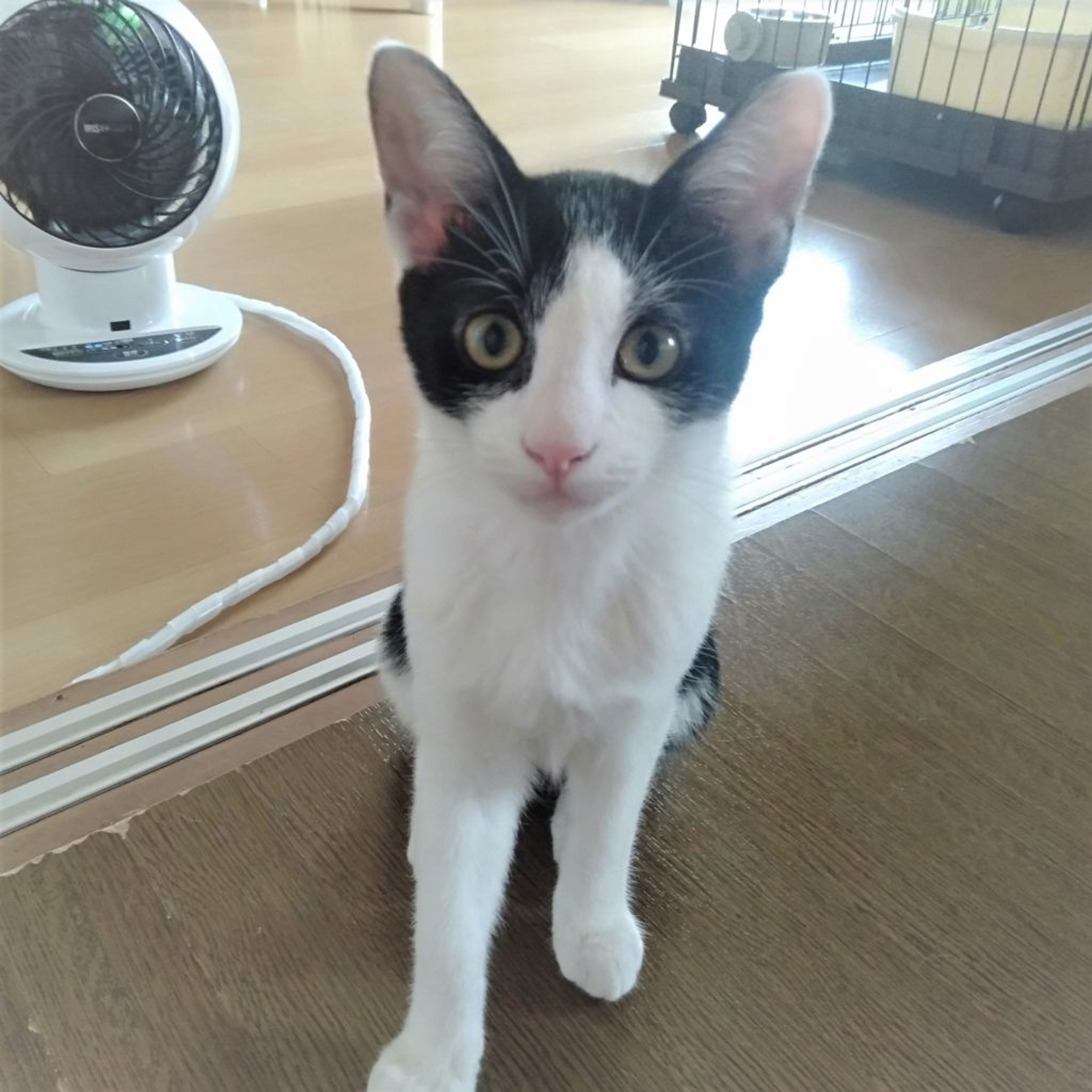 pet-image-4