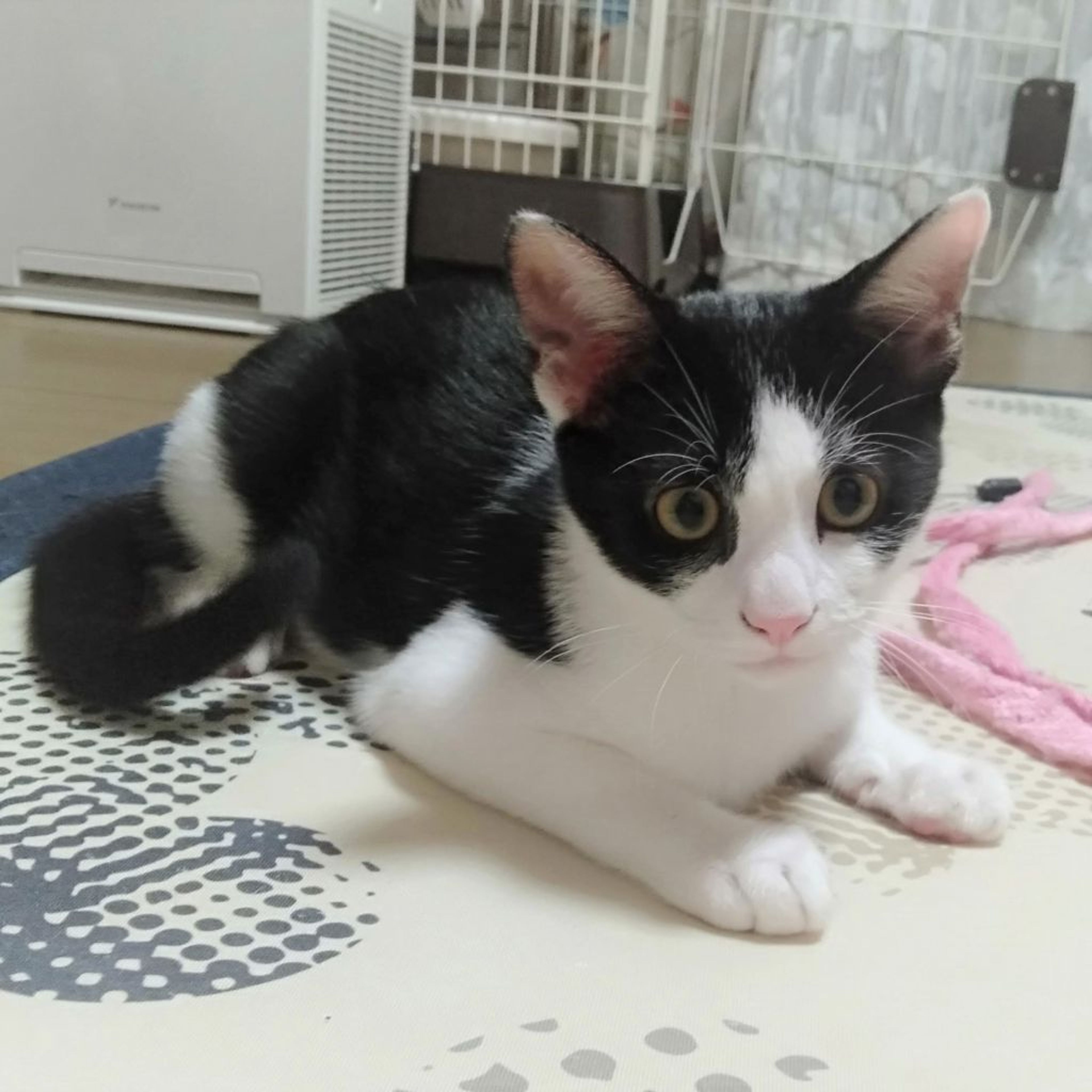 pet-image-5