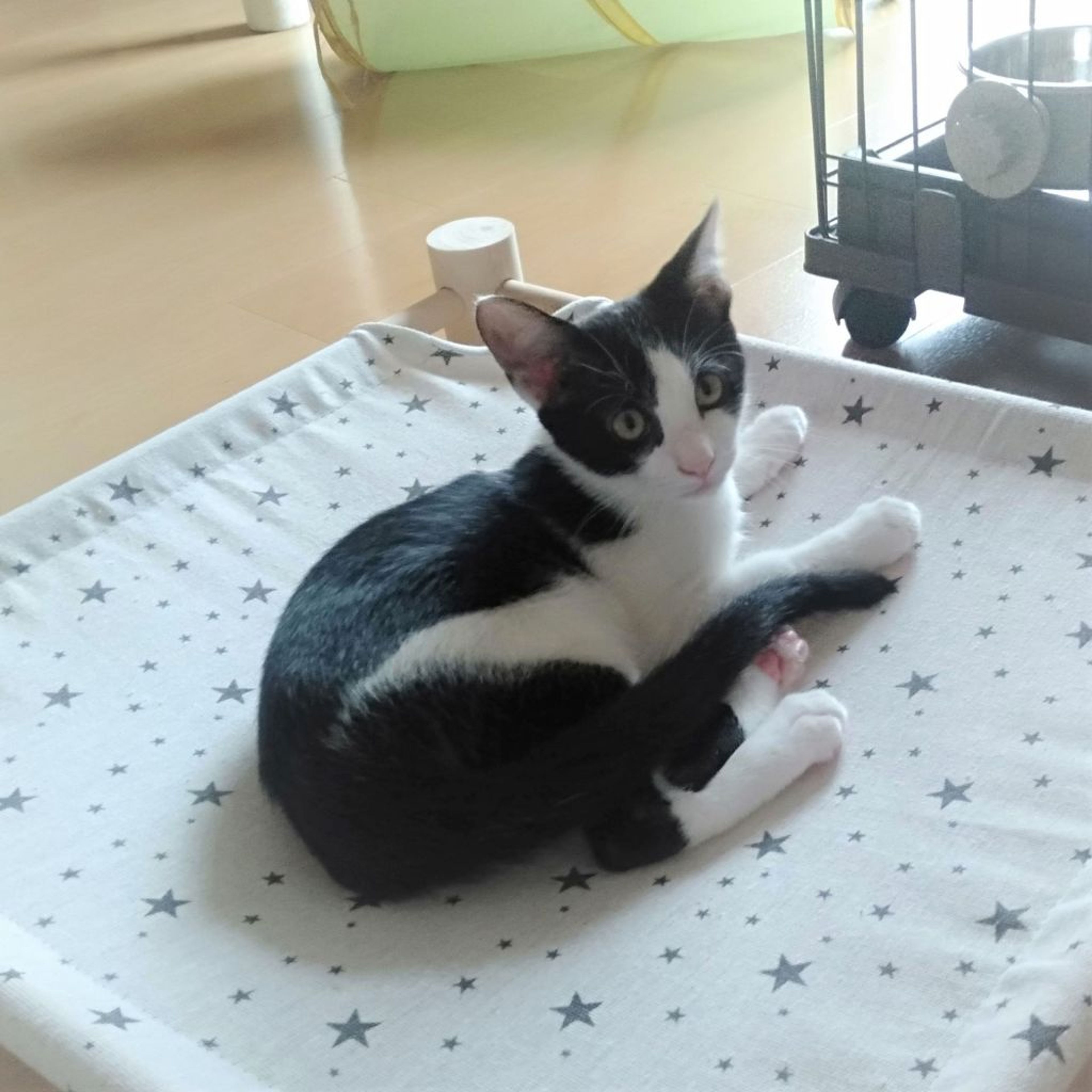 pet-image-6