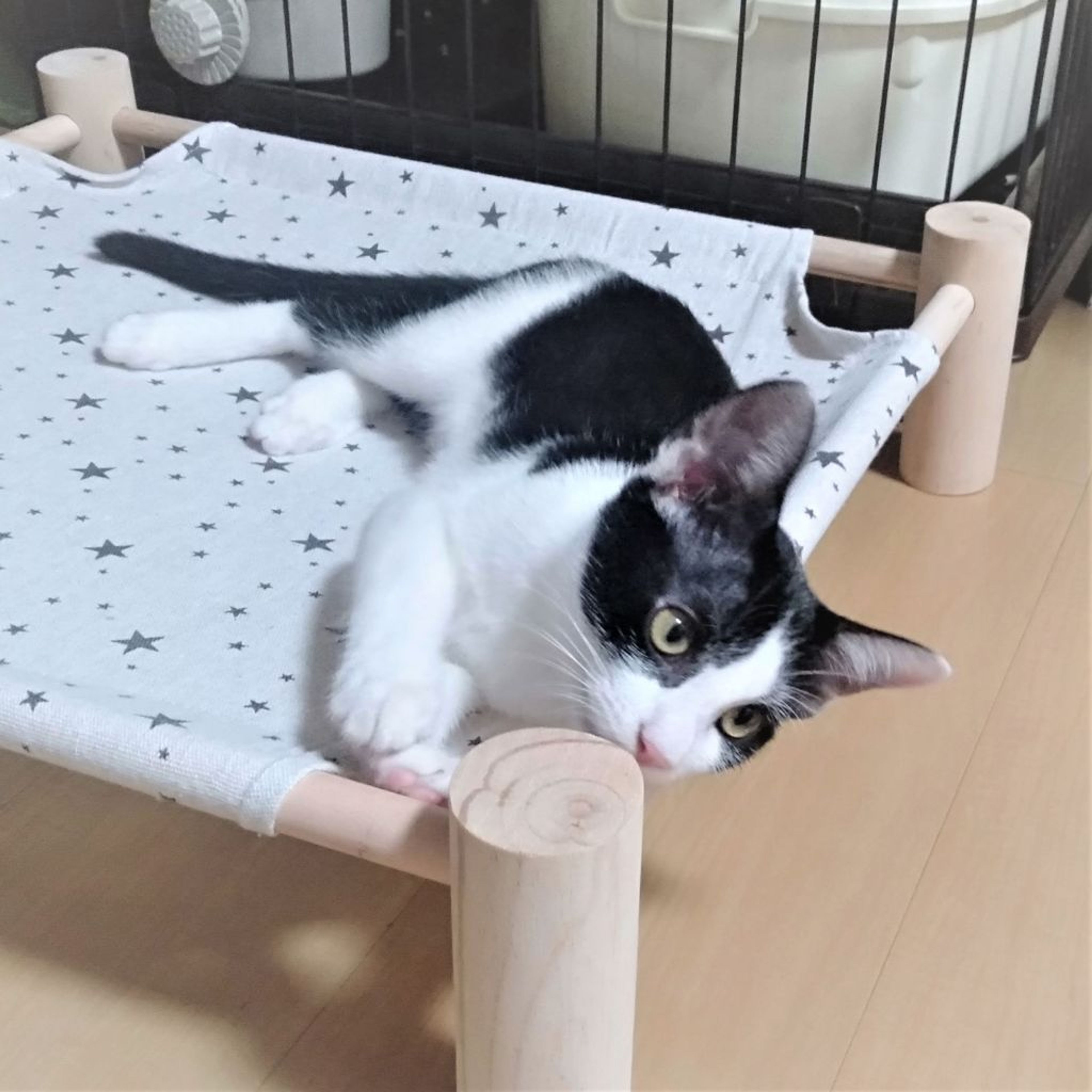 pet-image-7