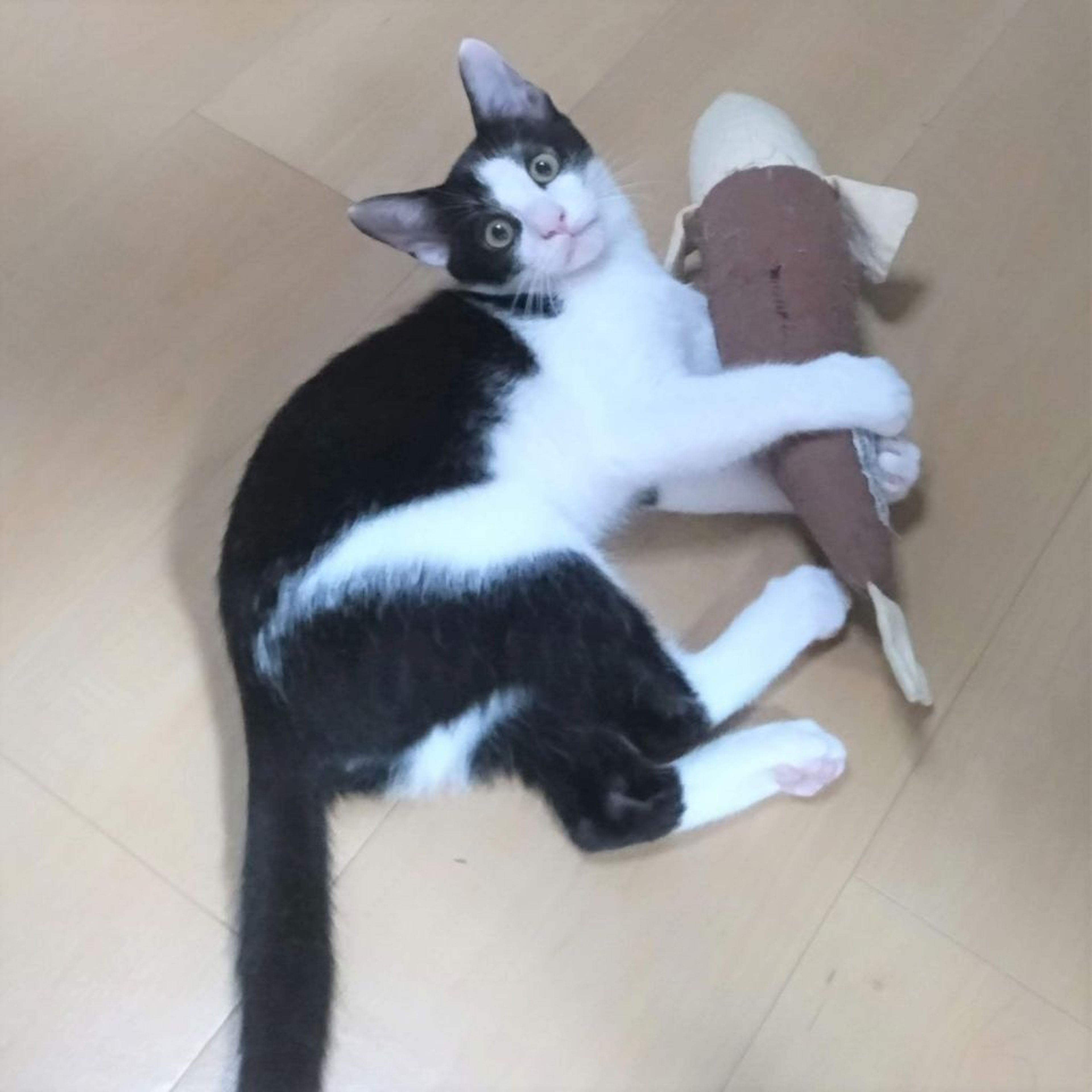 pet-image-8
