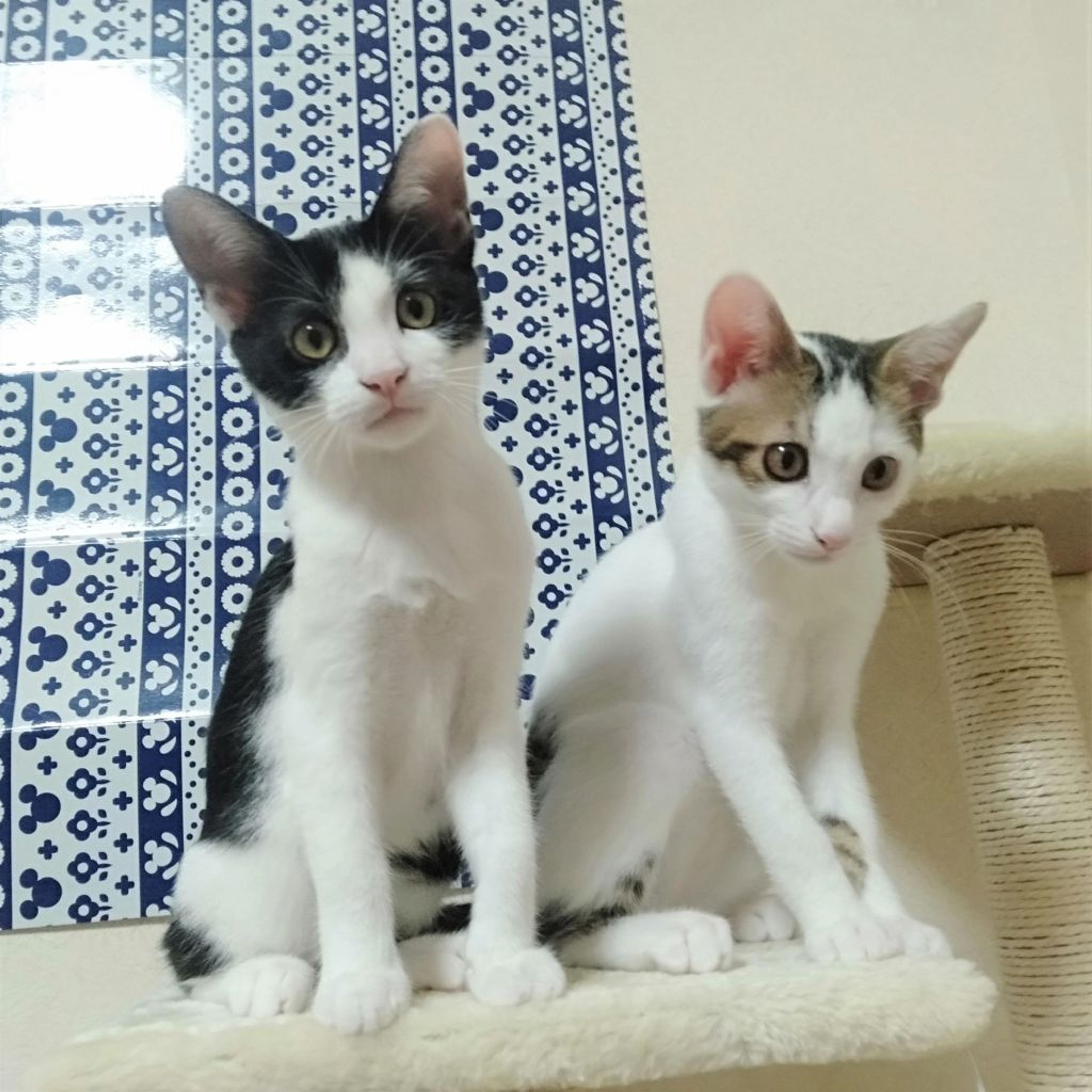 pet-image-9