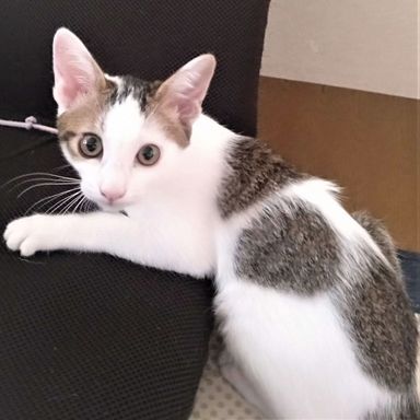 ティカの写真