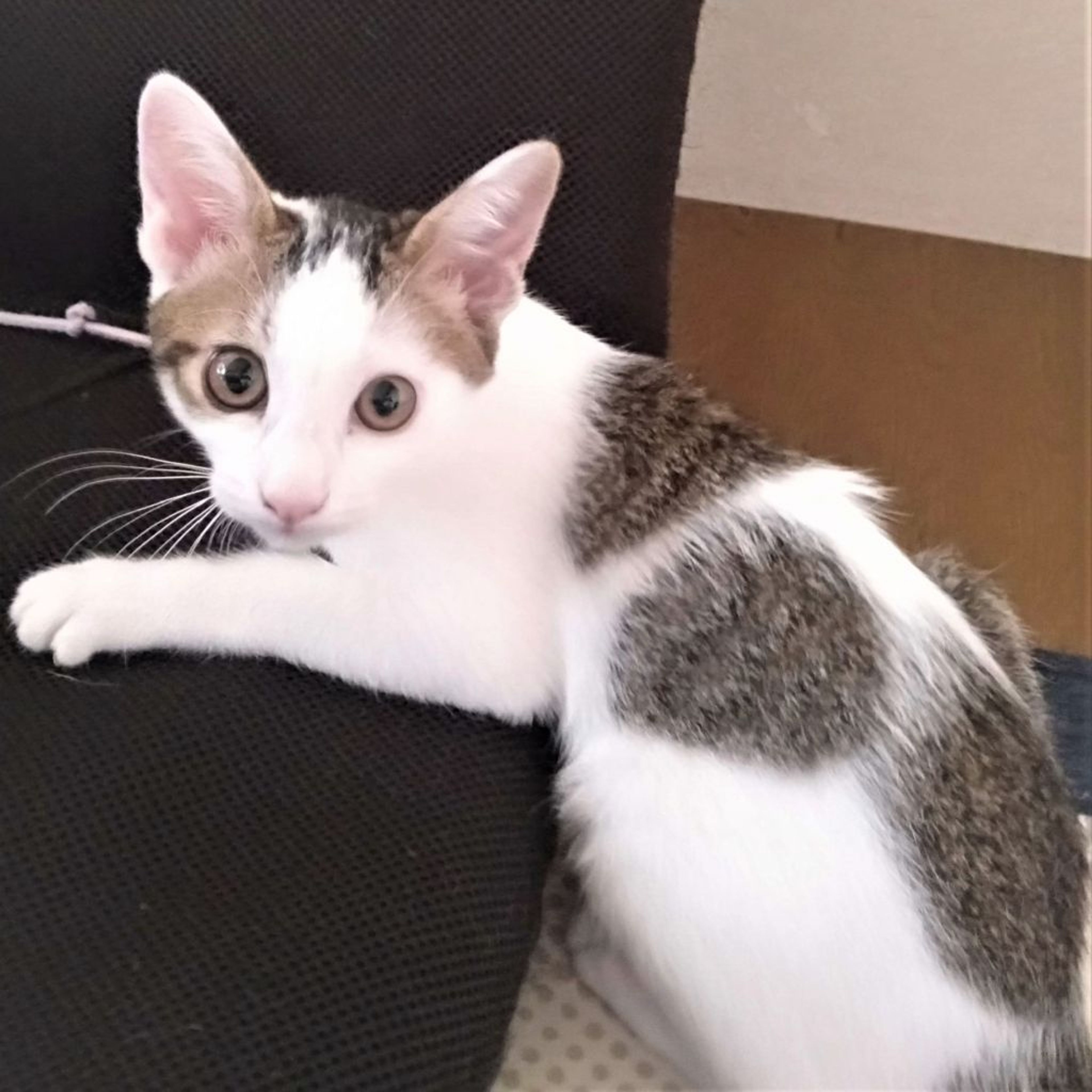 雑種（ミックス猫）・メスの里親募集の写真