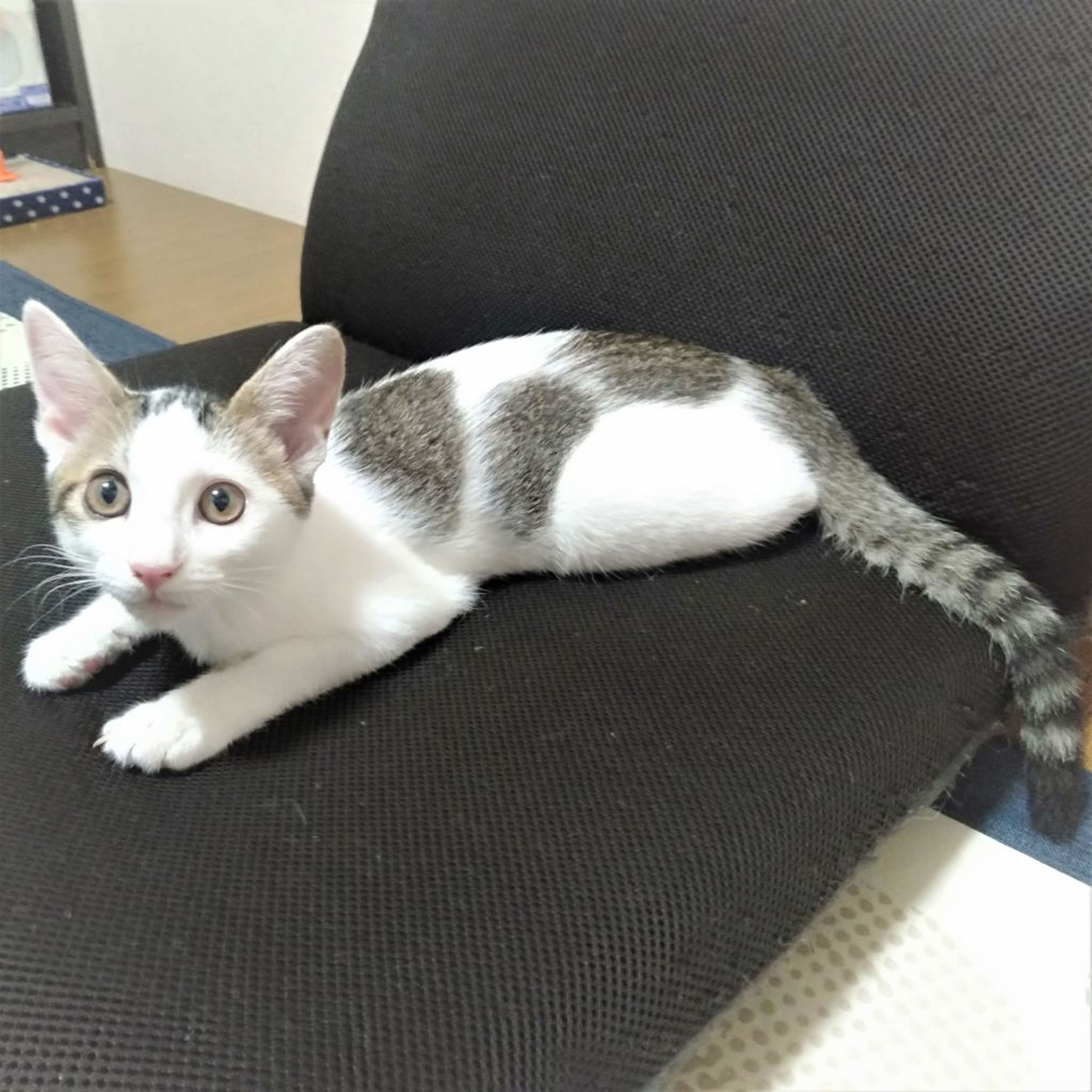 pet-image-3