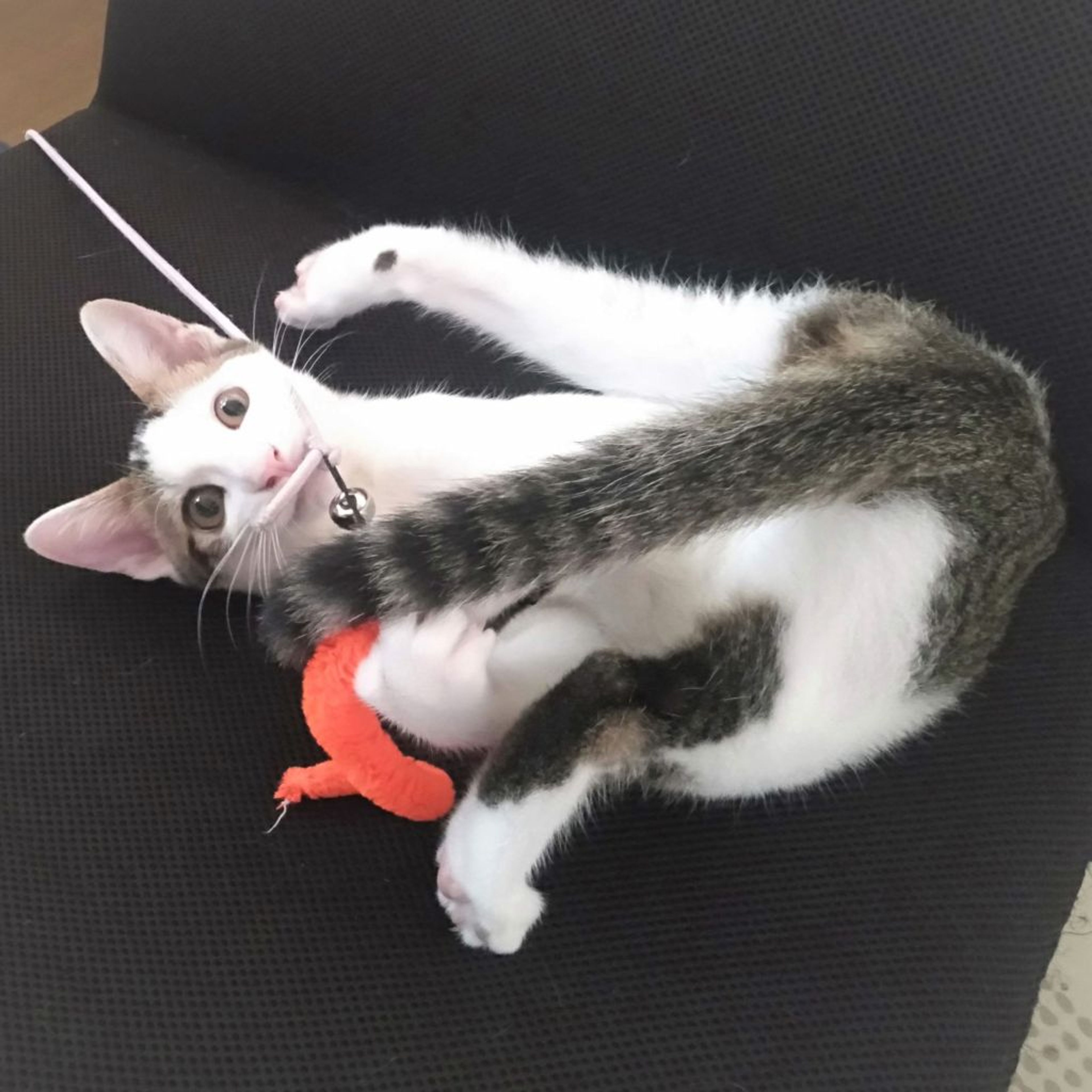 pet-image-4