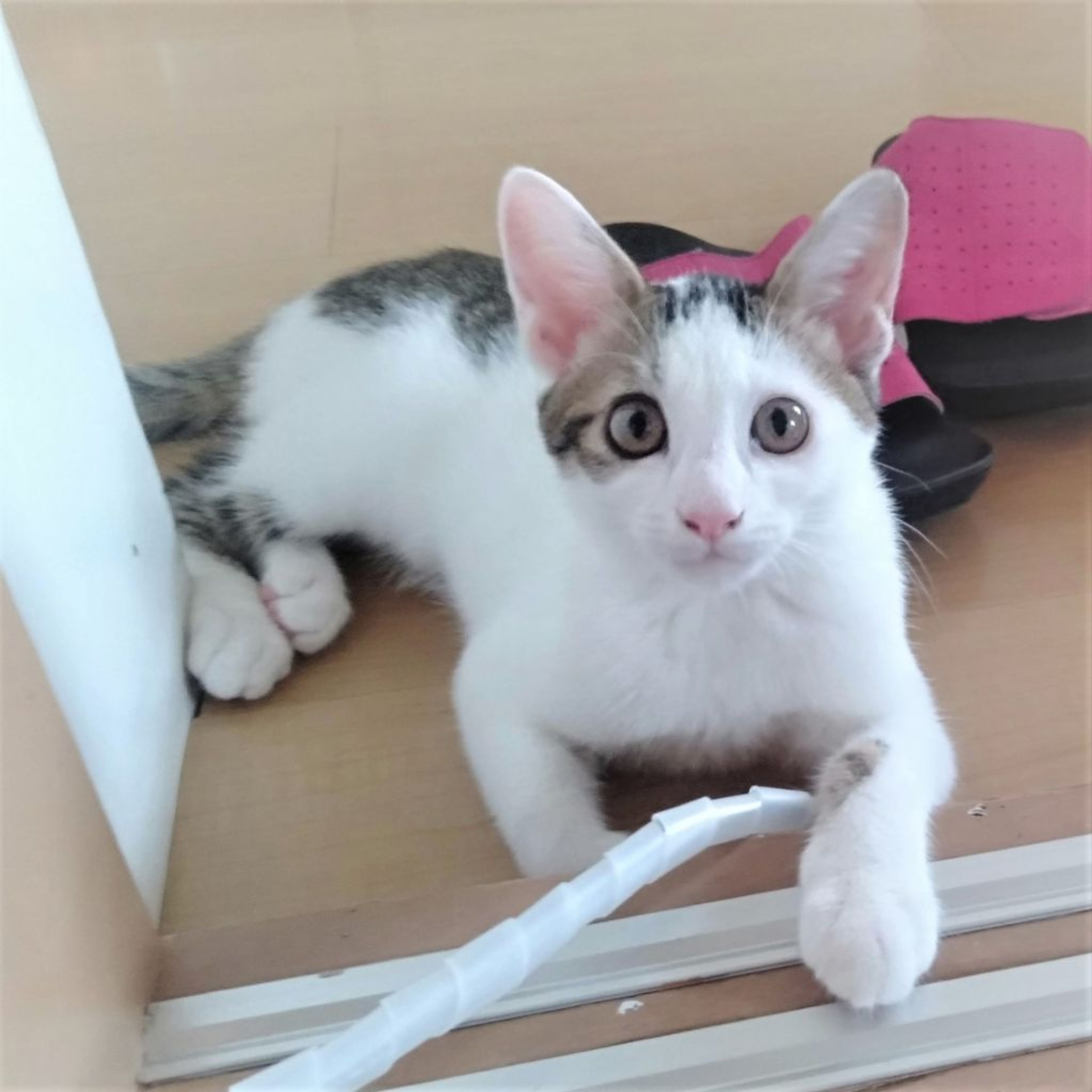 pet-image-5