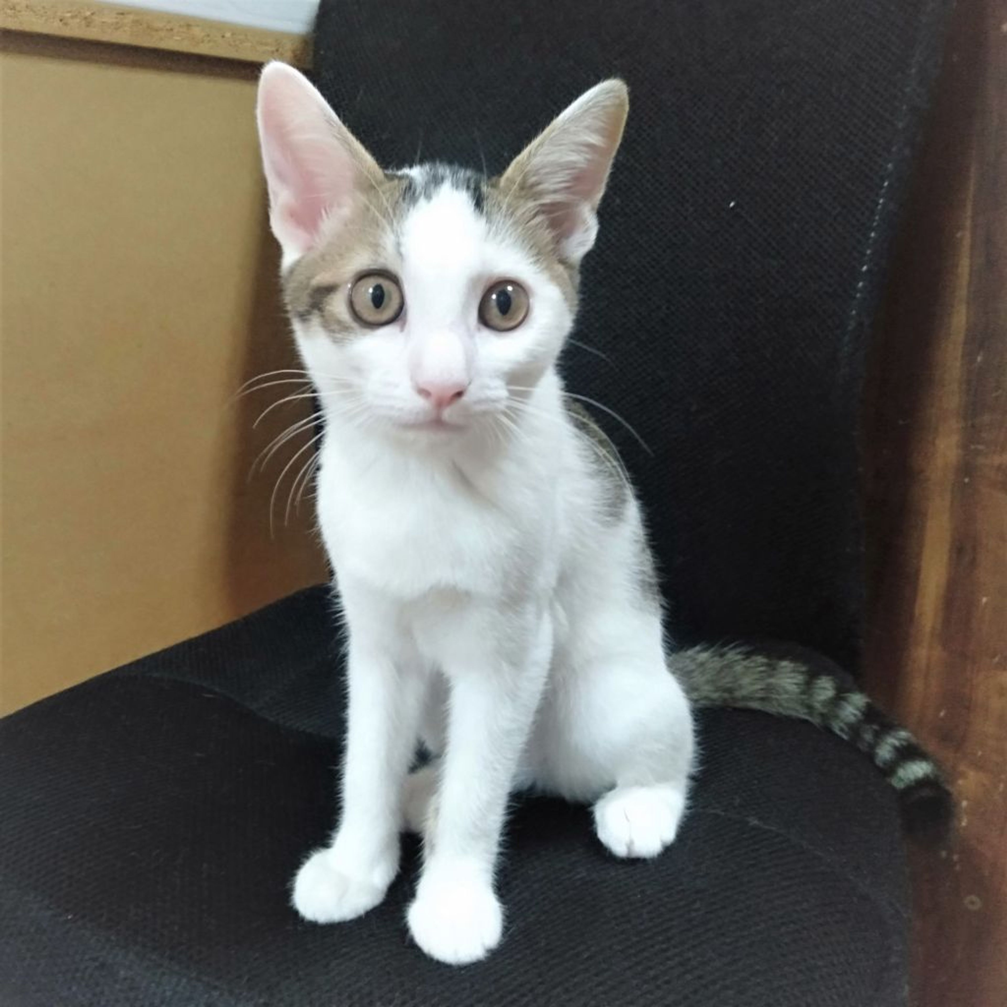 pet-image-6
