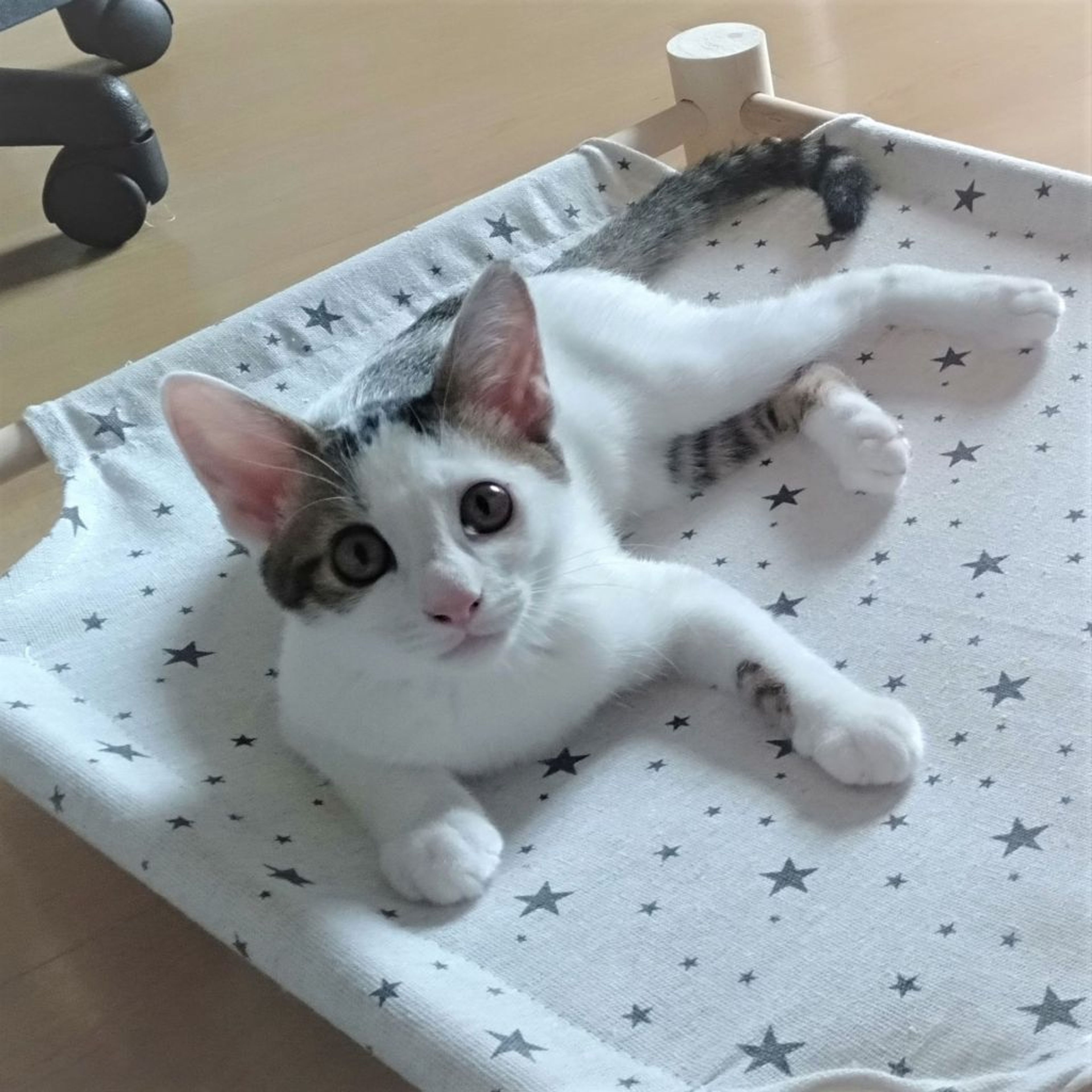 pet-image-7