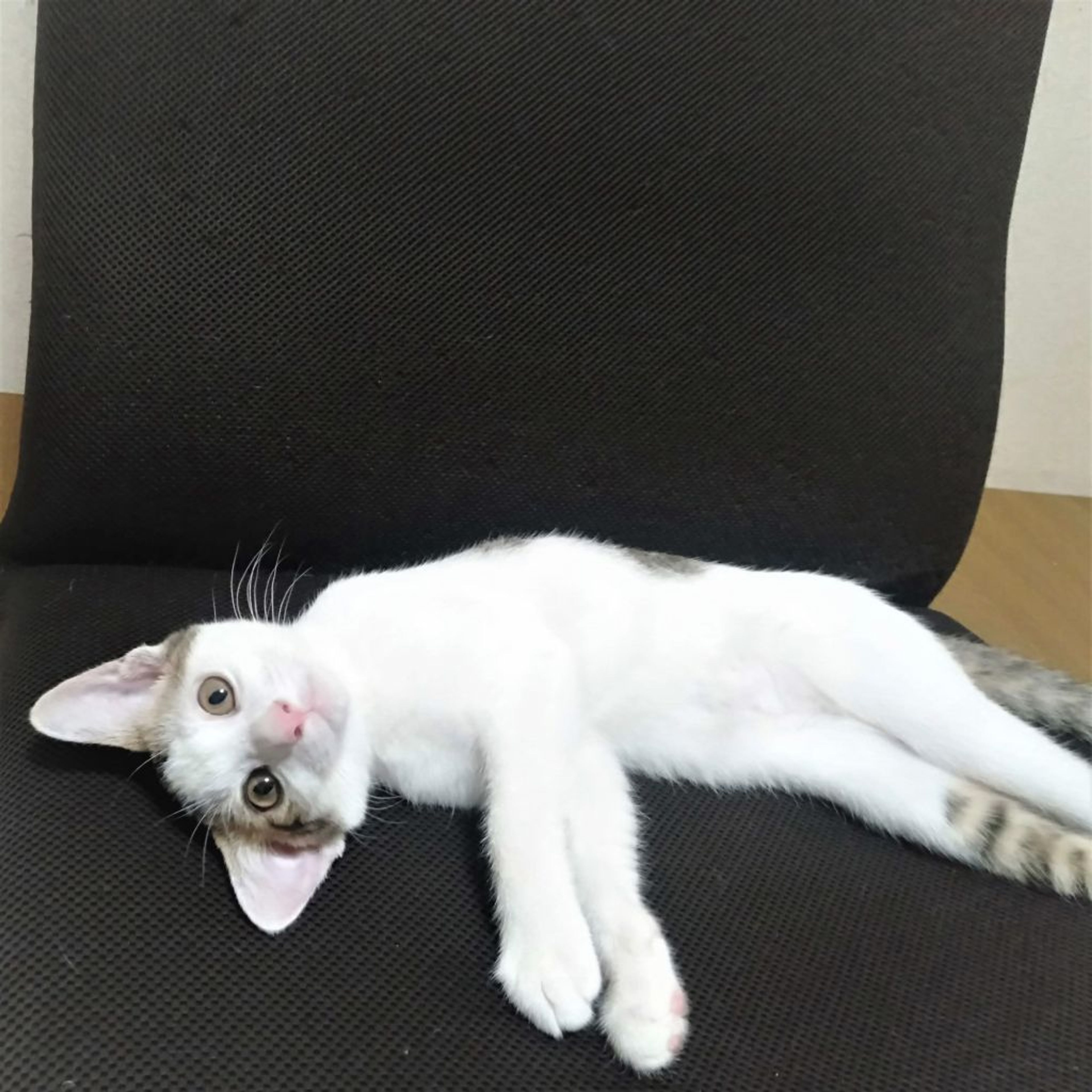 pet-image-8