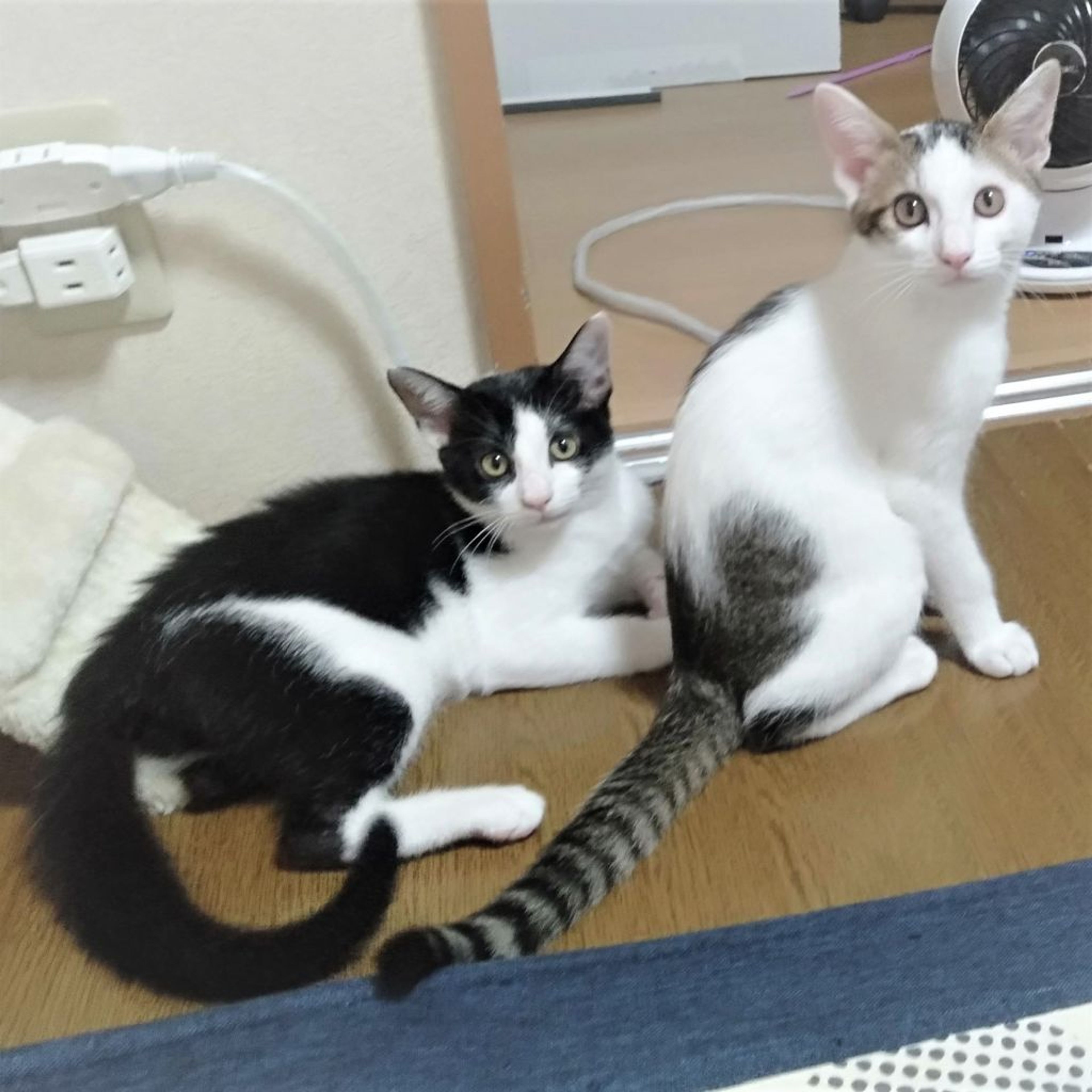 pet-image-9