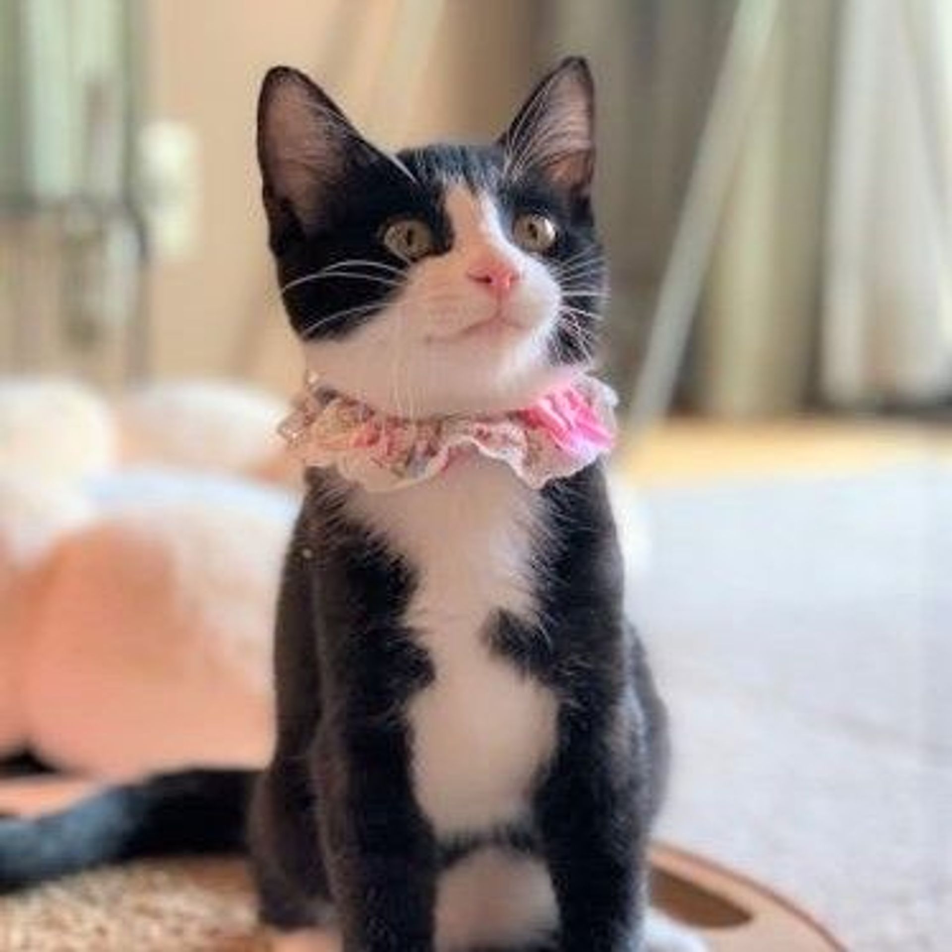 雑種（ミックス猫）・メスの里親募集の写真