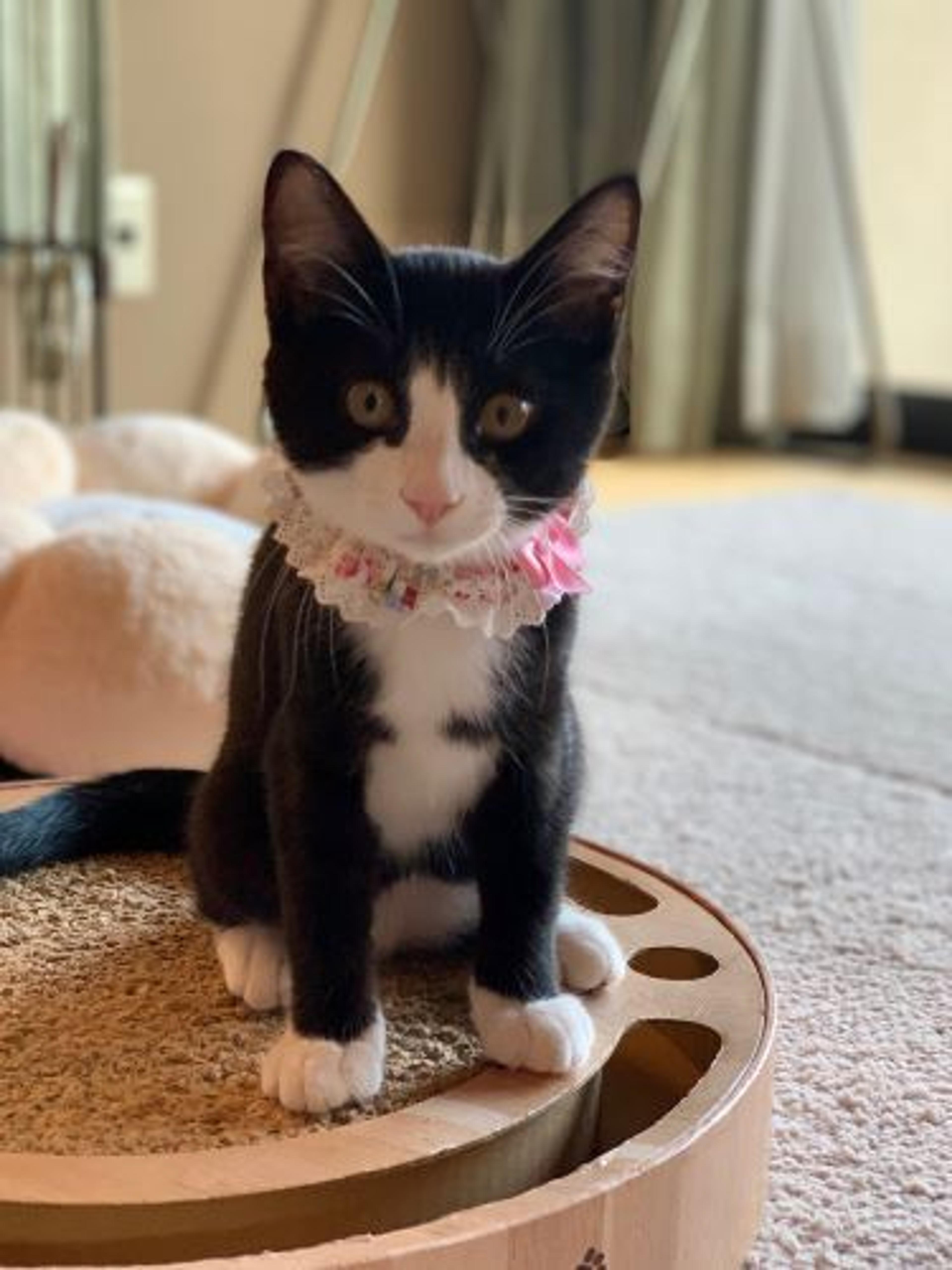 pet-image-3