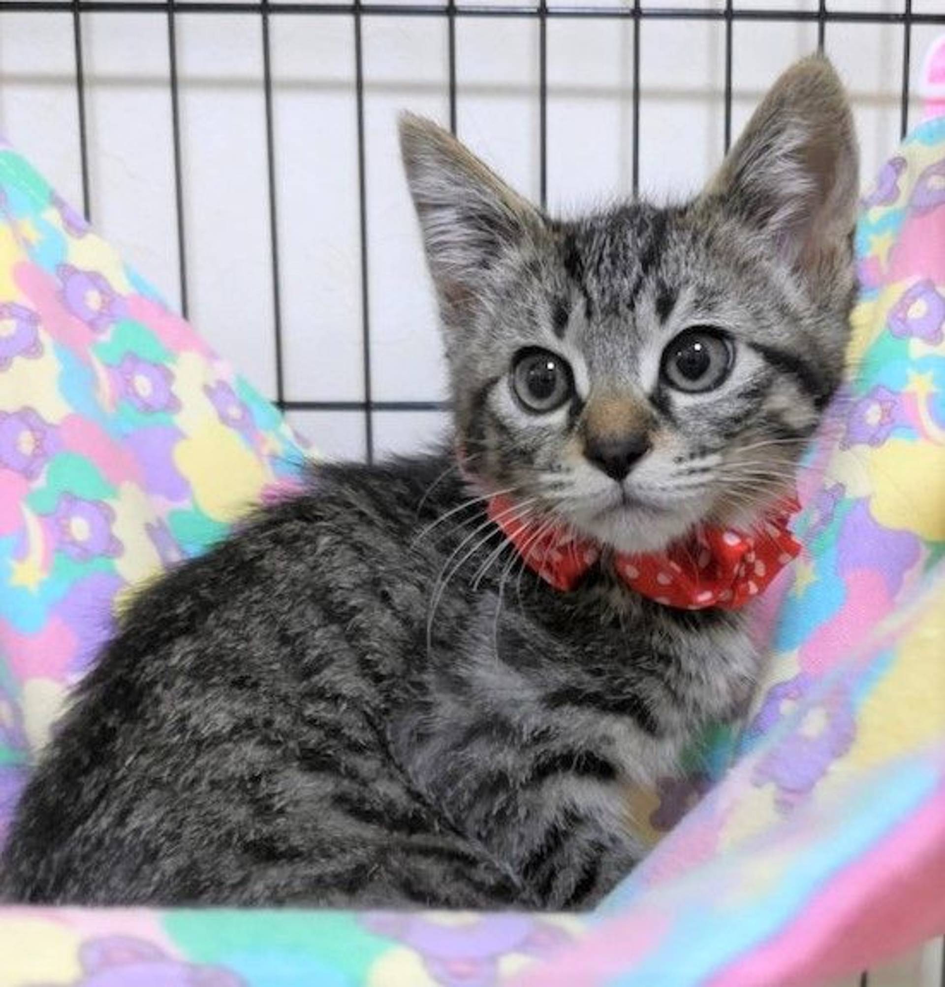 雑種（ミックス猫）・オスの里親募集の写真
