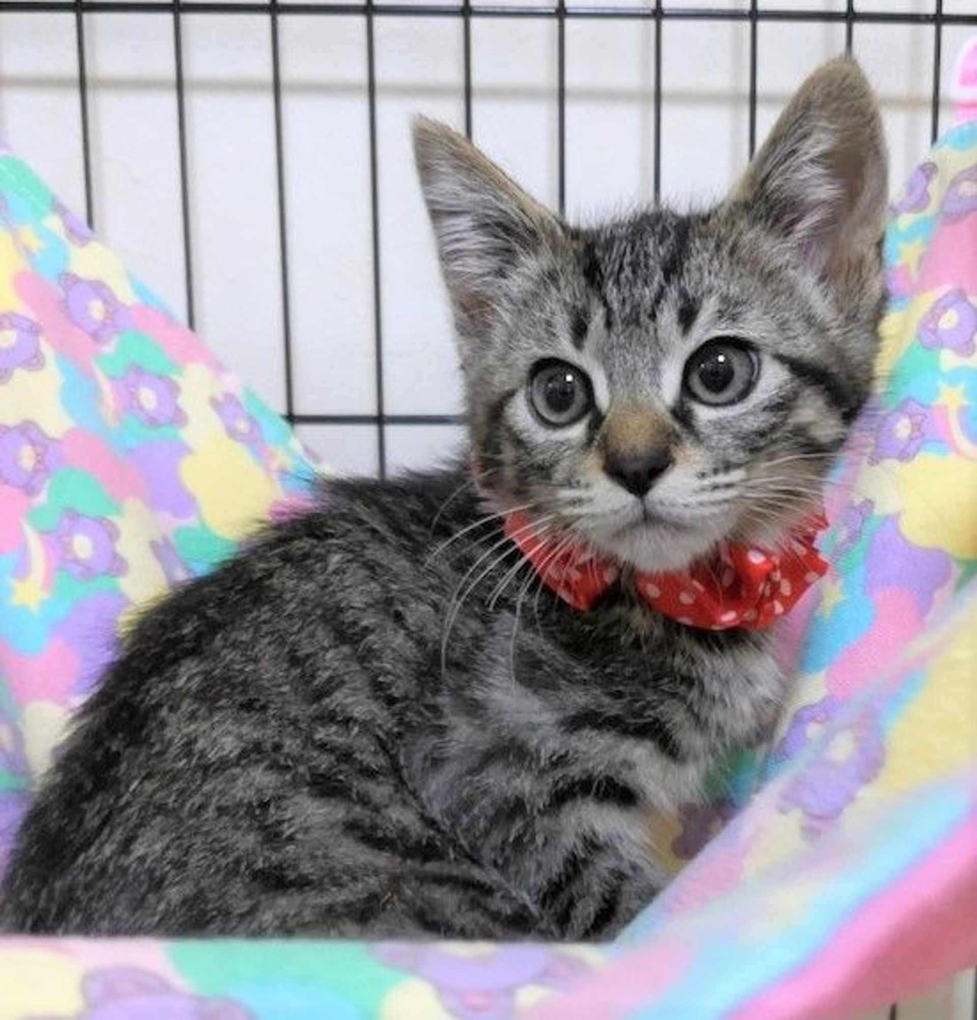 雑種（ミックス猫）・オスの里親募集の写真
