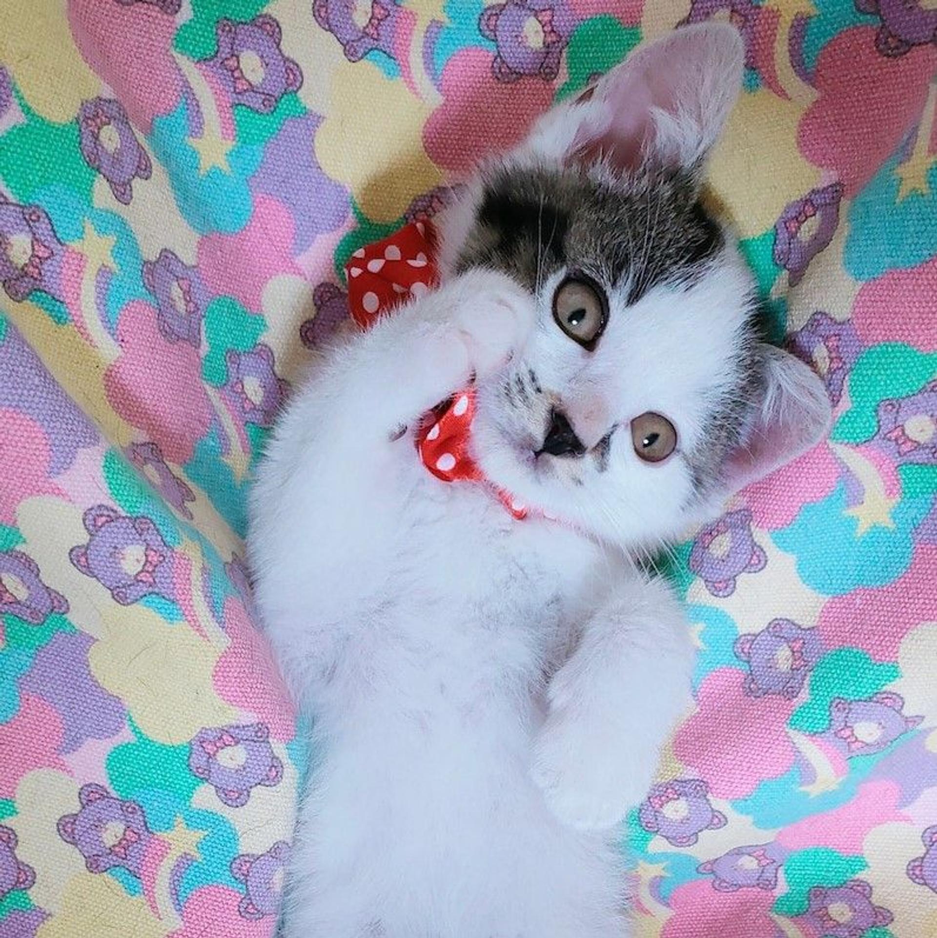 pet-image-3