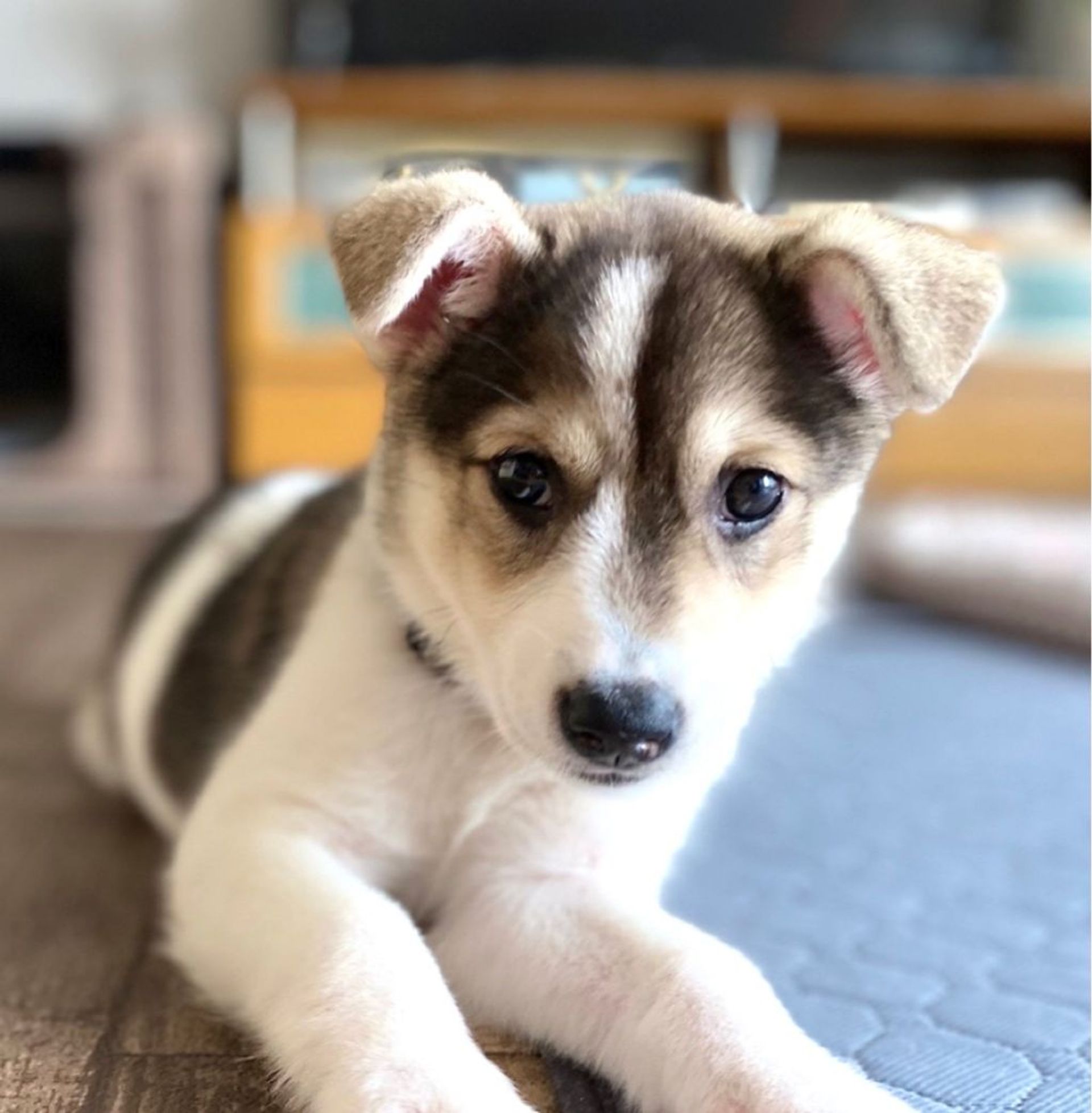 雑種（ミックス犬）・メスの里親募集の写真