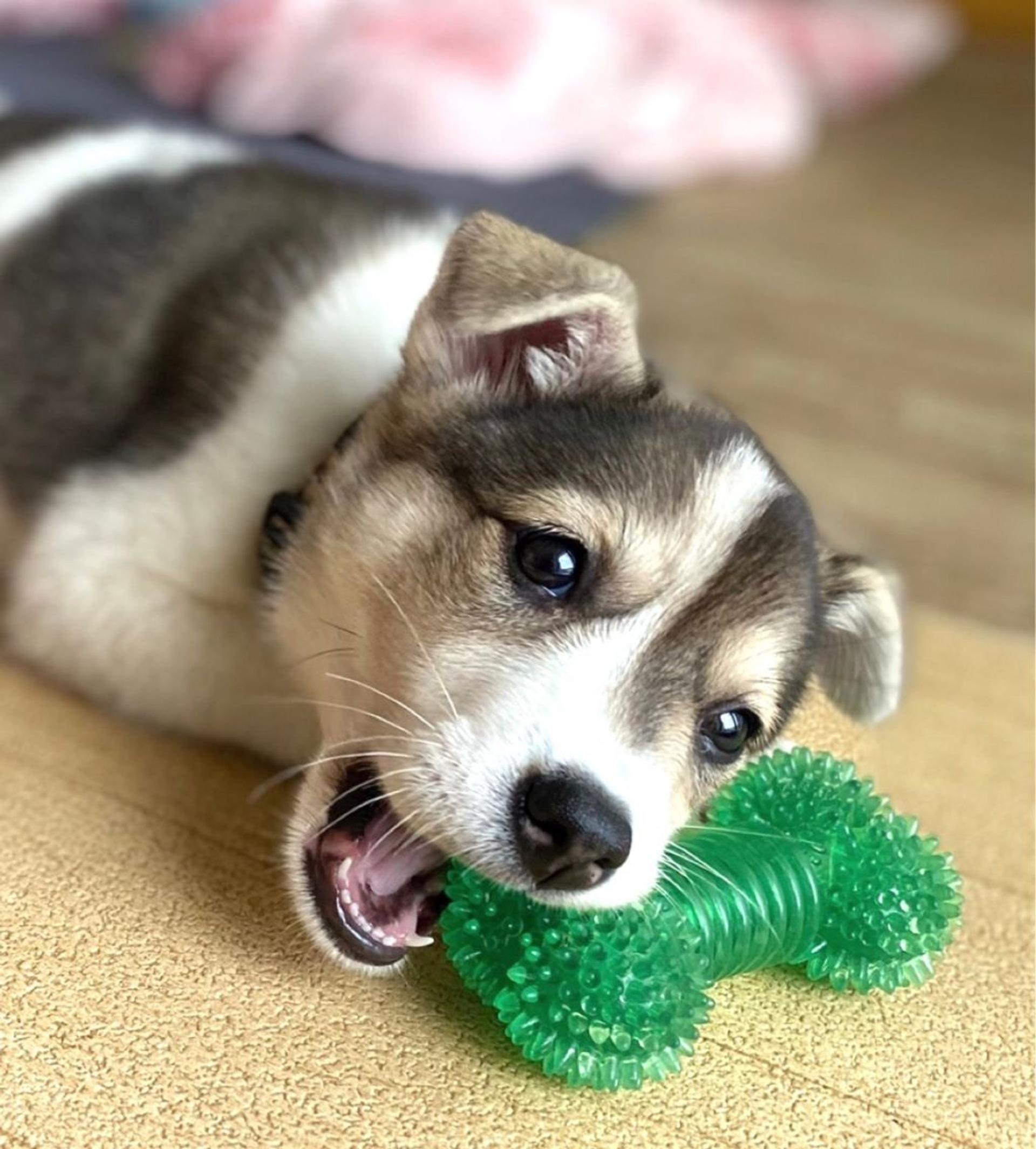 pet-image-2