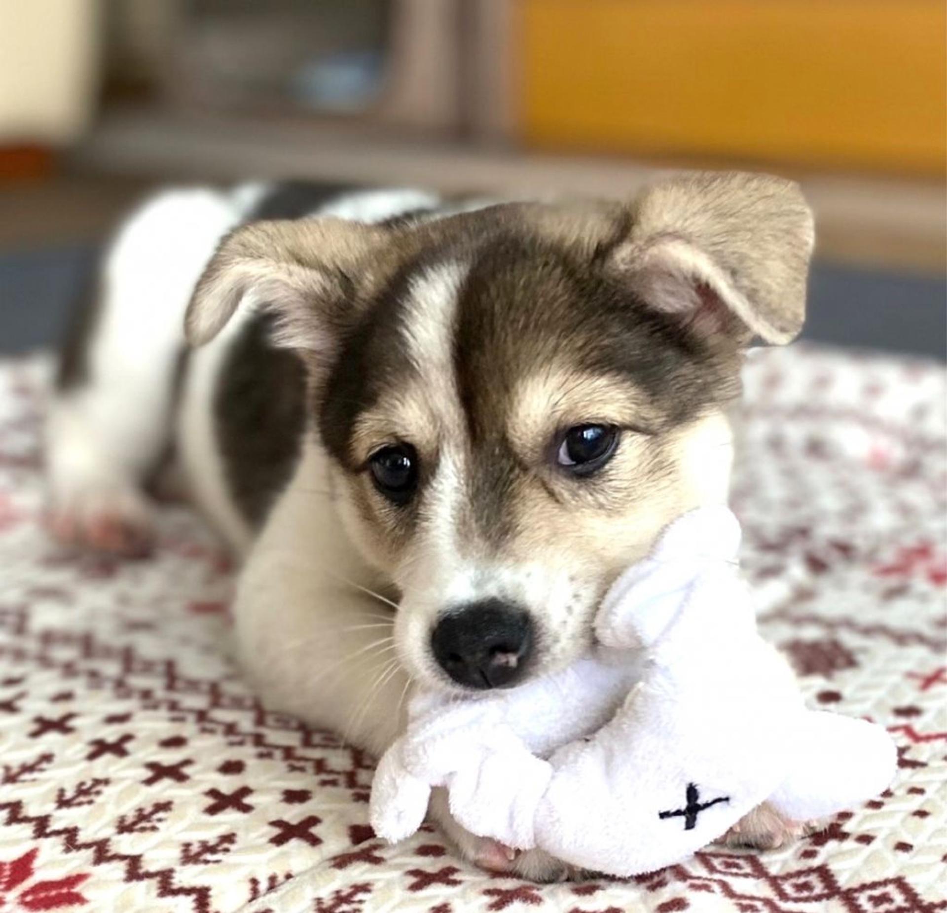 pet-image-3