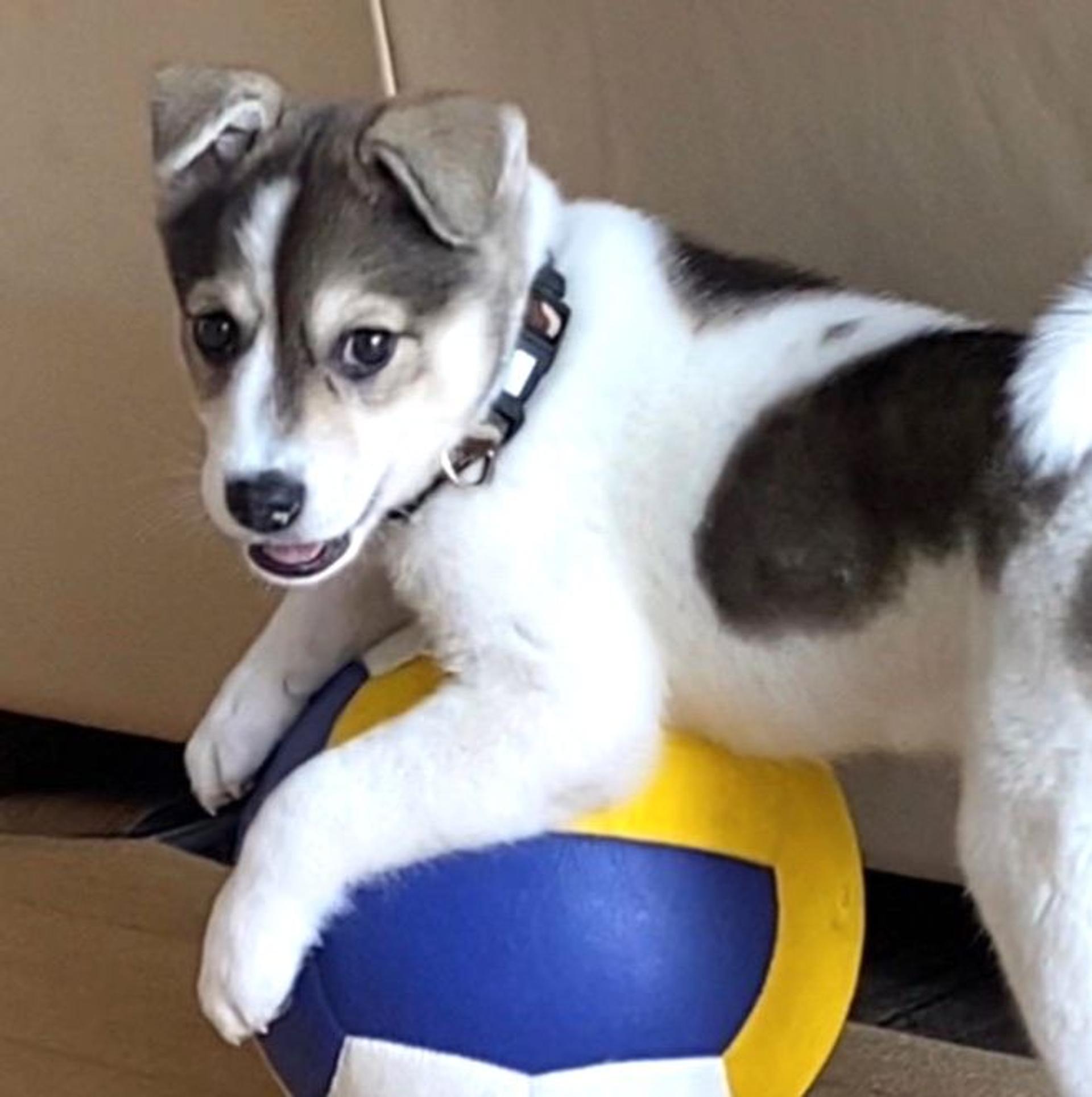 pet-image-4