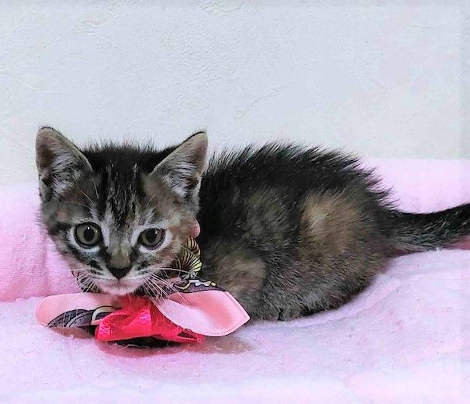雑種（ミックス猫）・メスの里親募集の写真