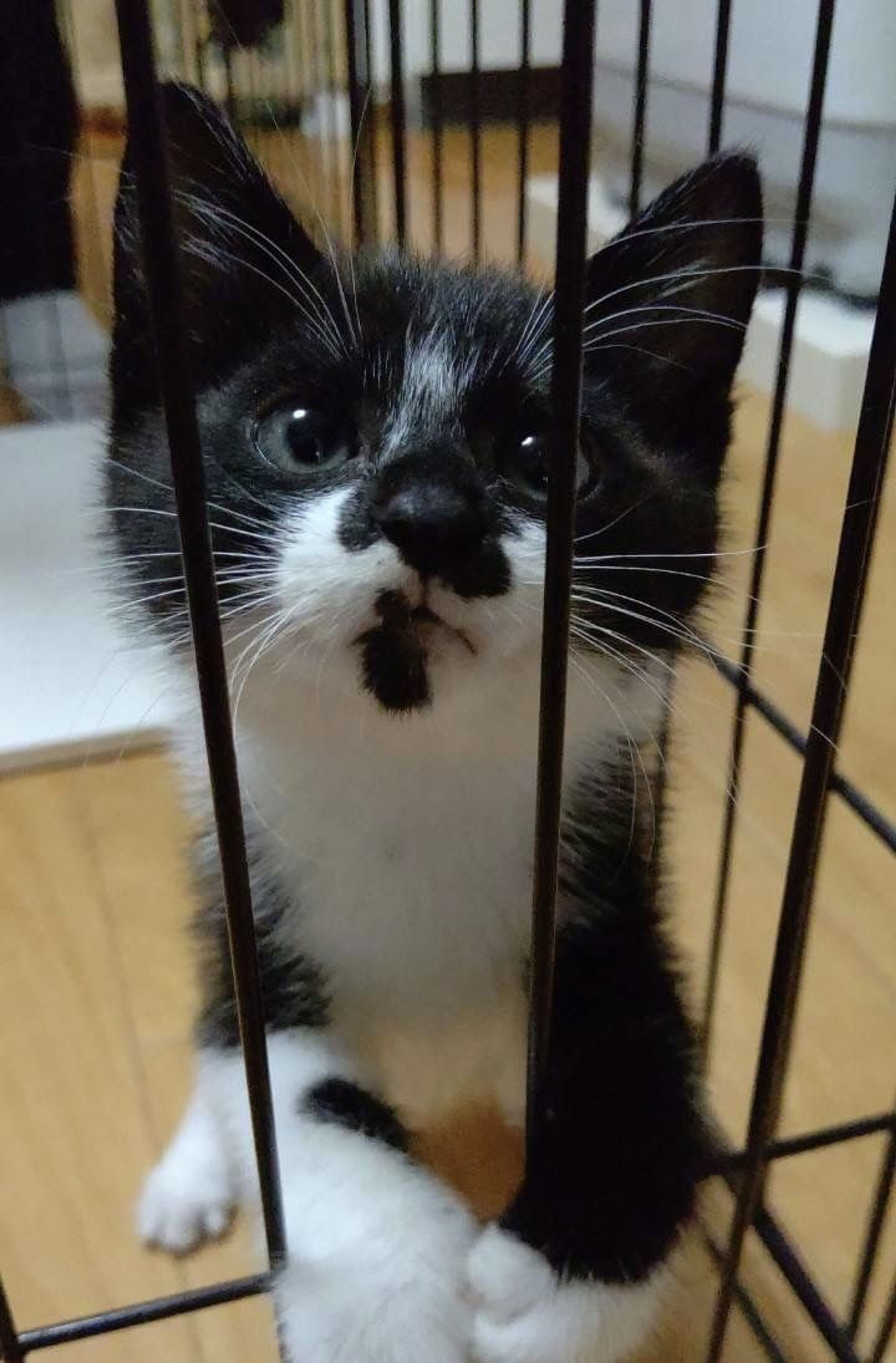 pet-image-4