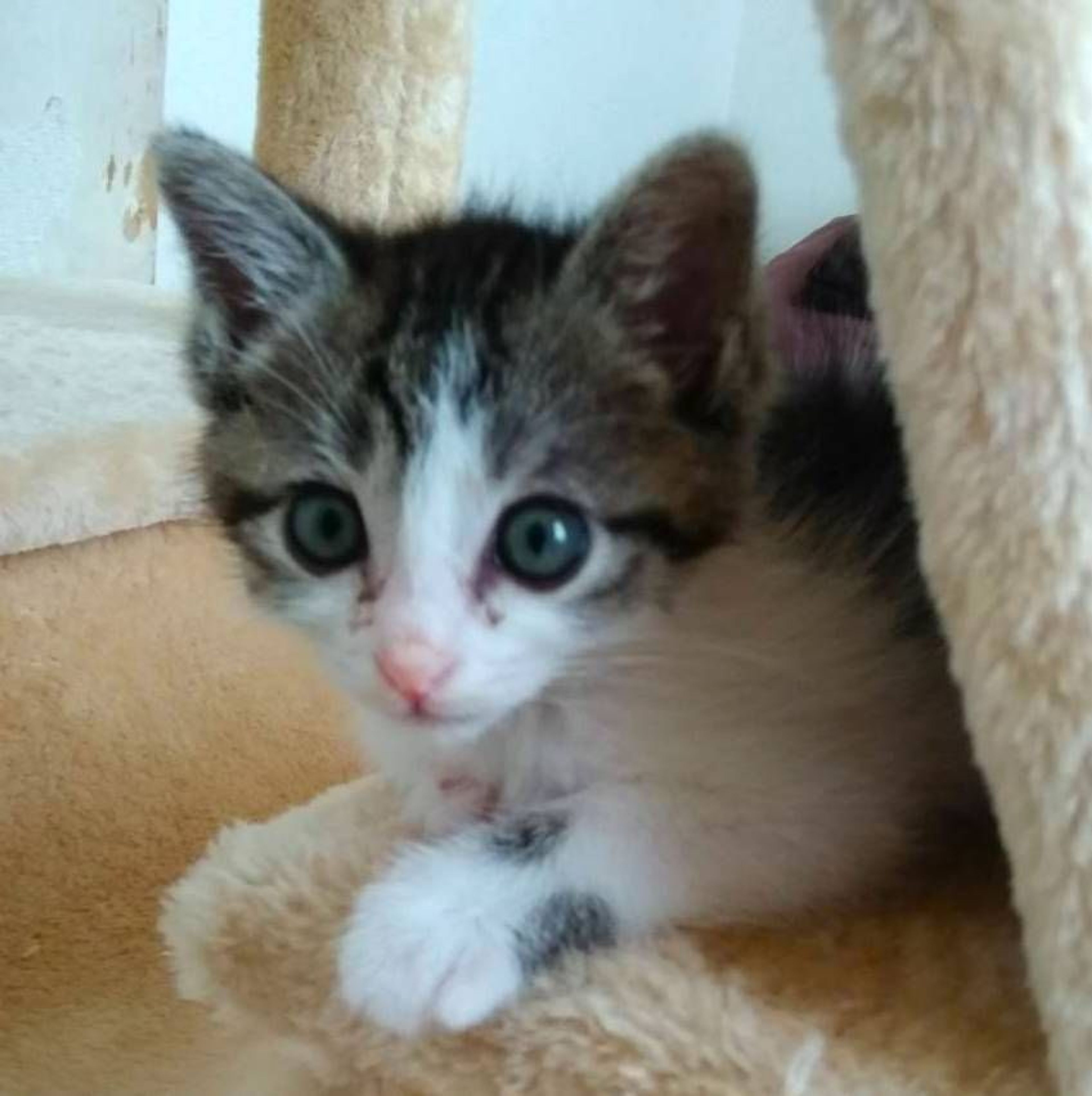 pet-image-2