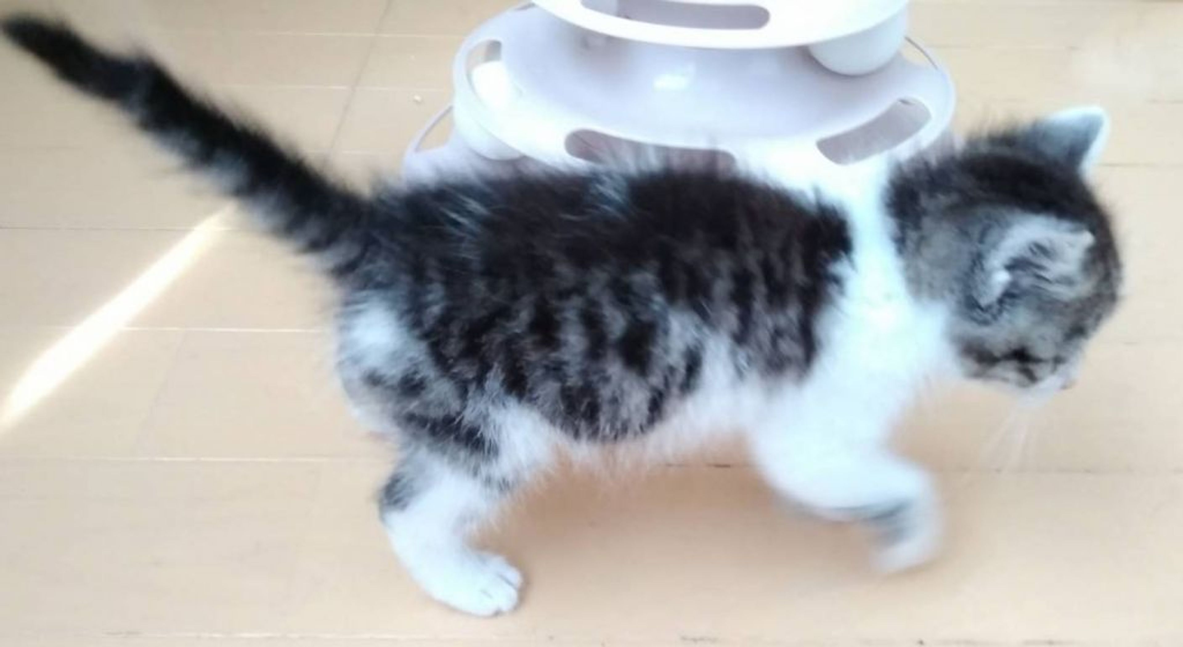 pet-image-3