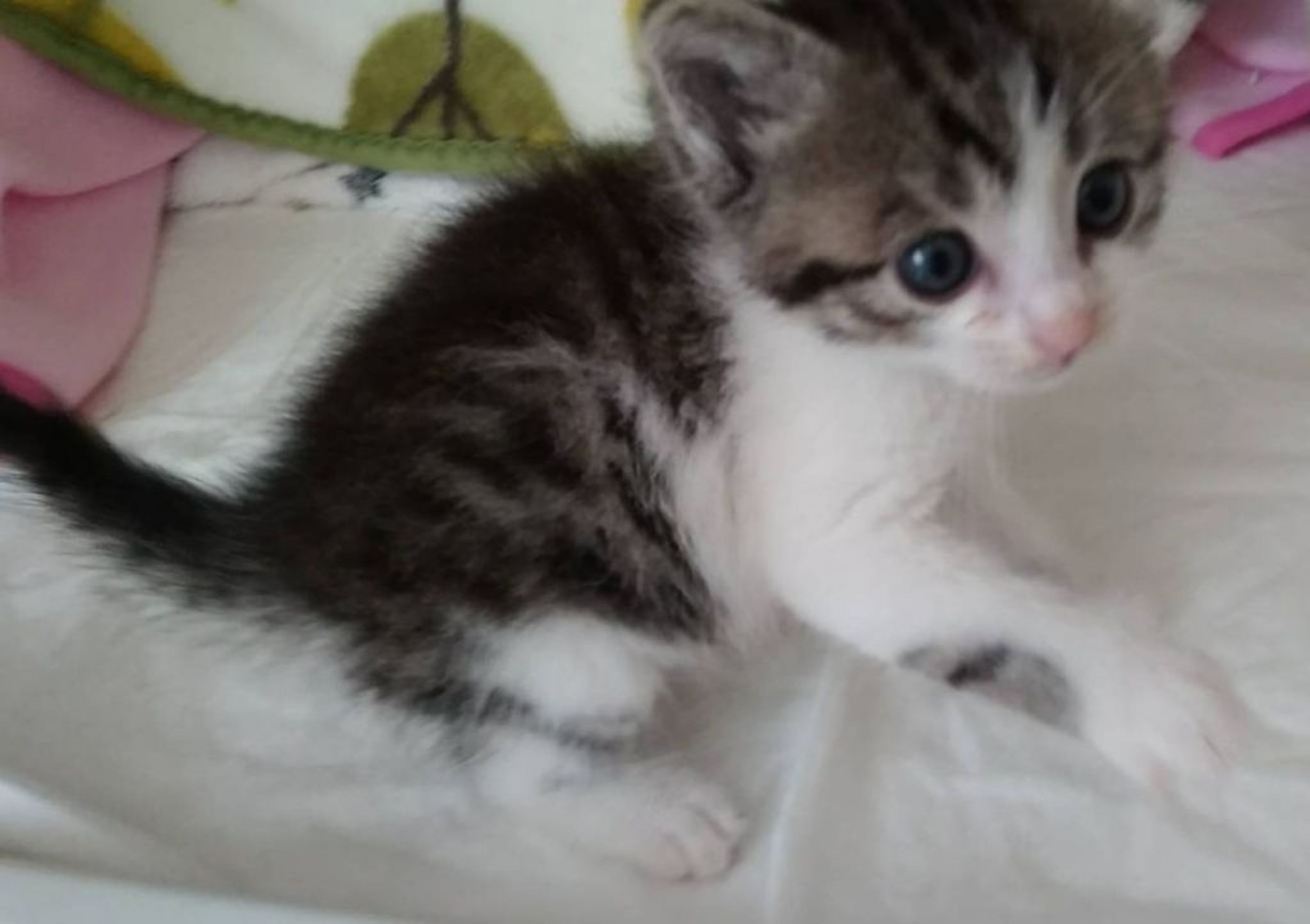 pet-image-4