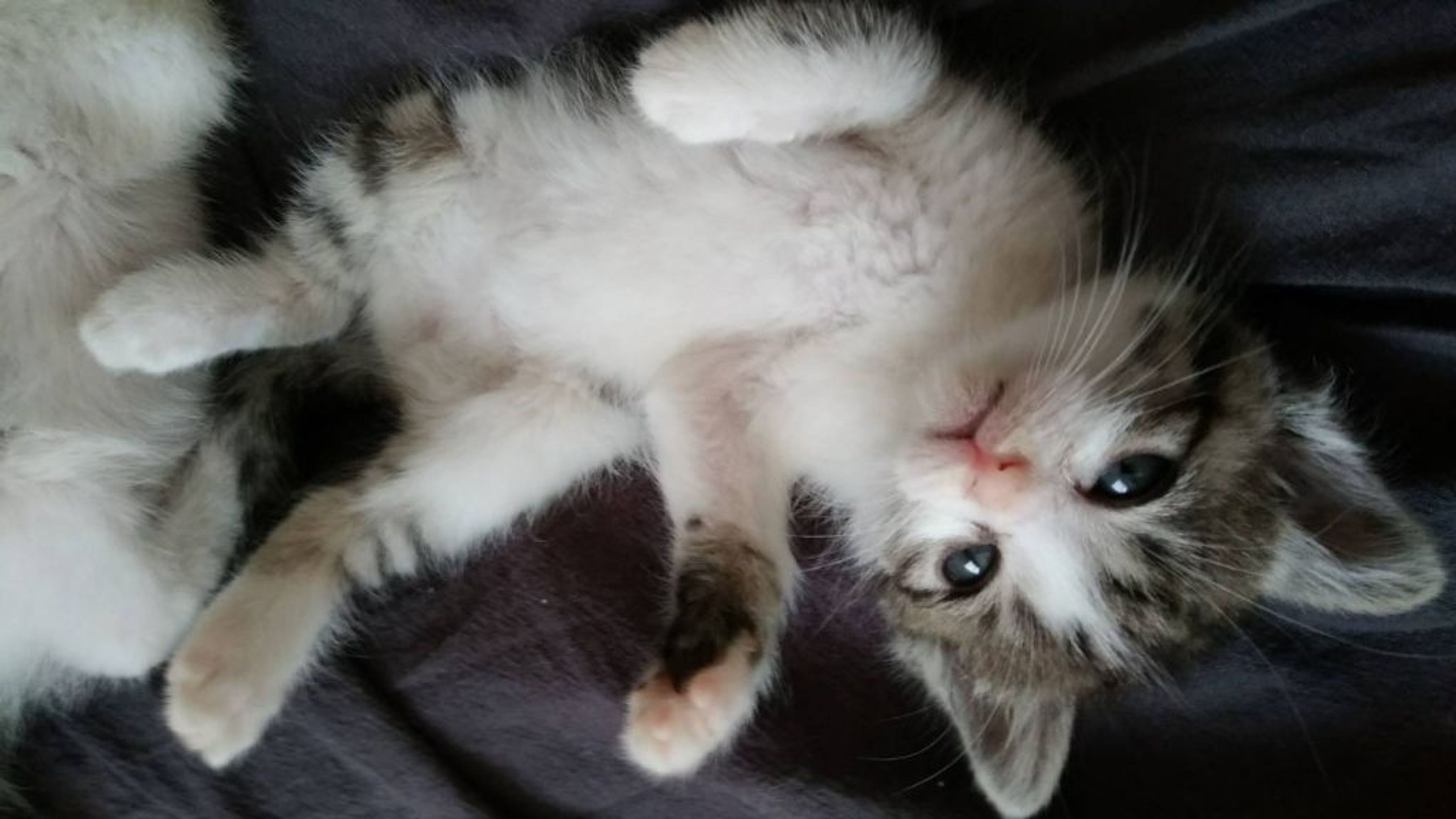 pet-image-5