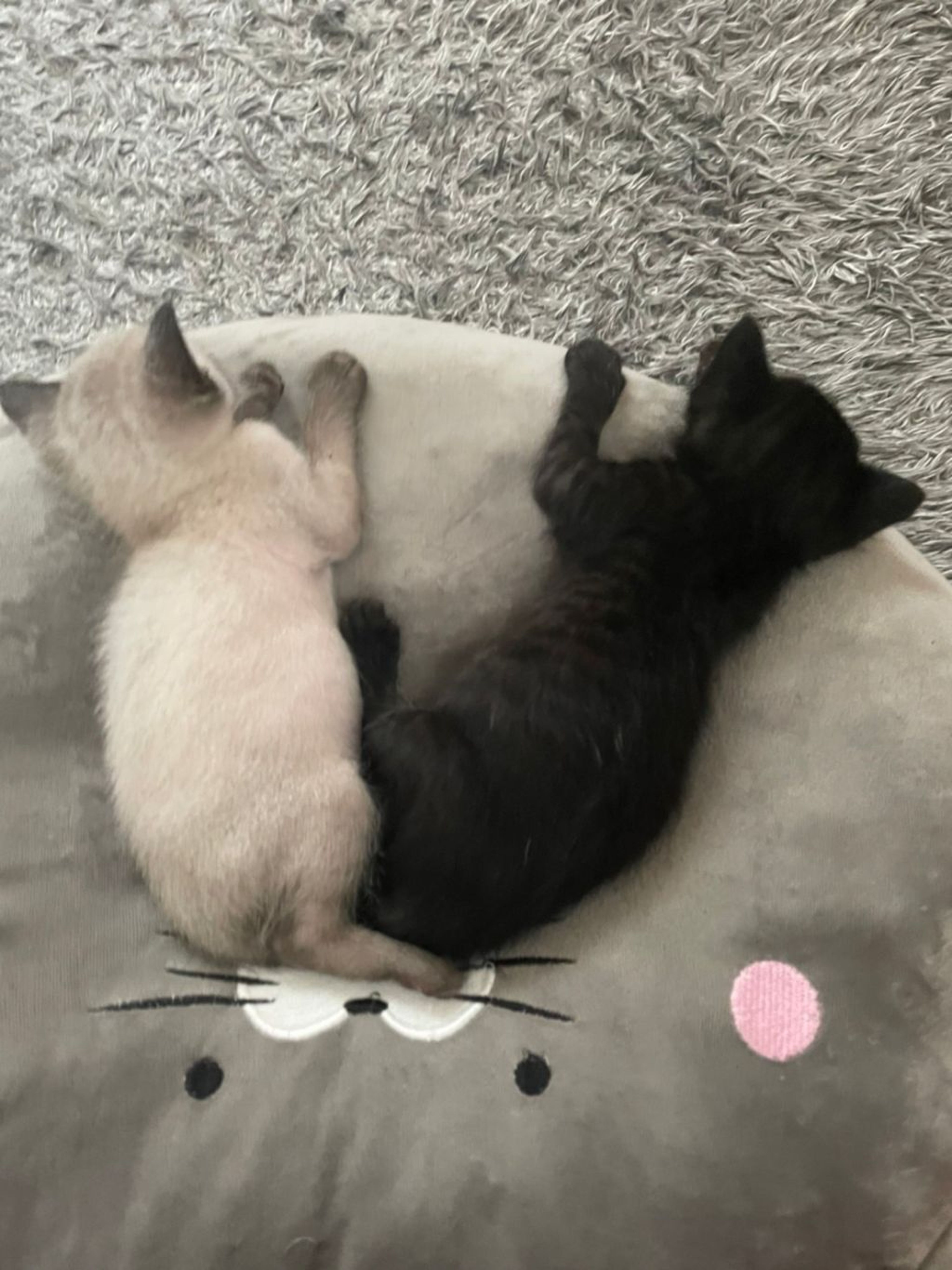 pet-image-3