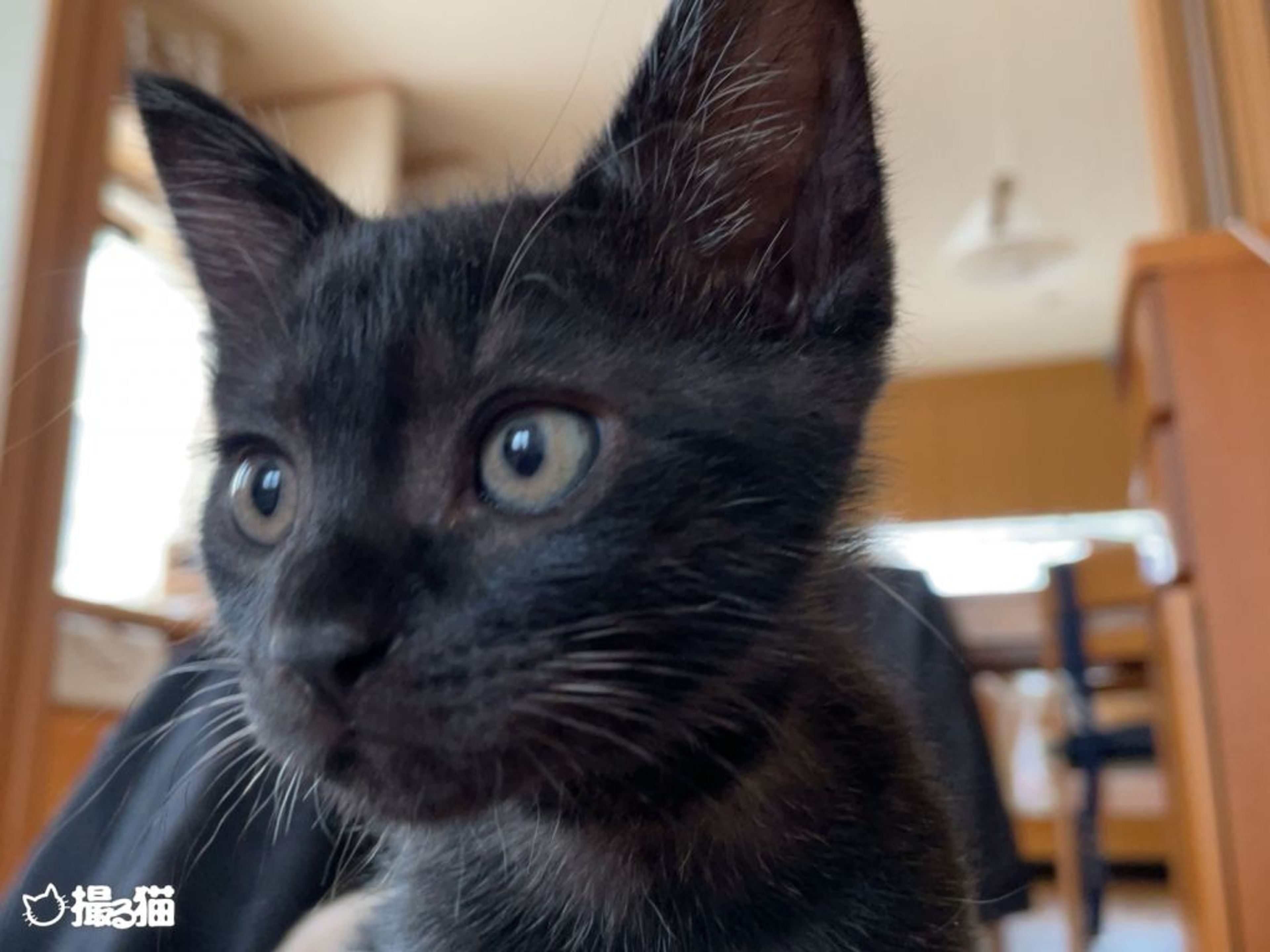 pet-image-4