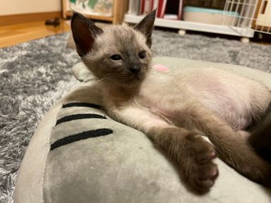 ジュニの写真