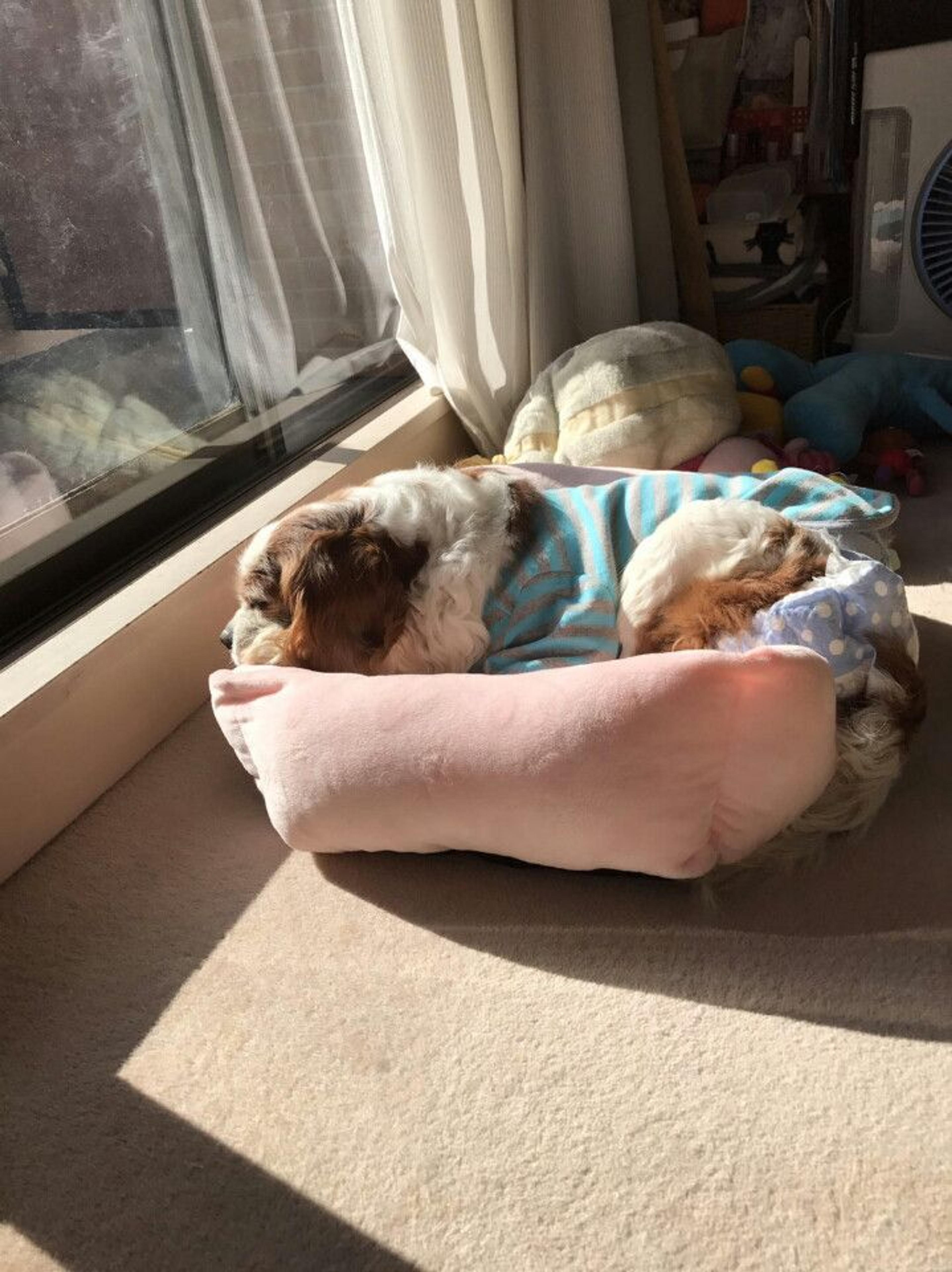 pet-image-3