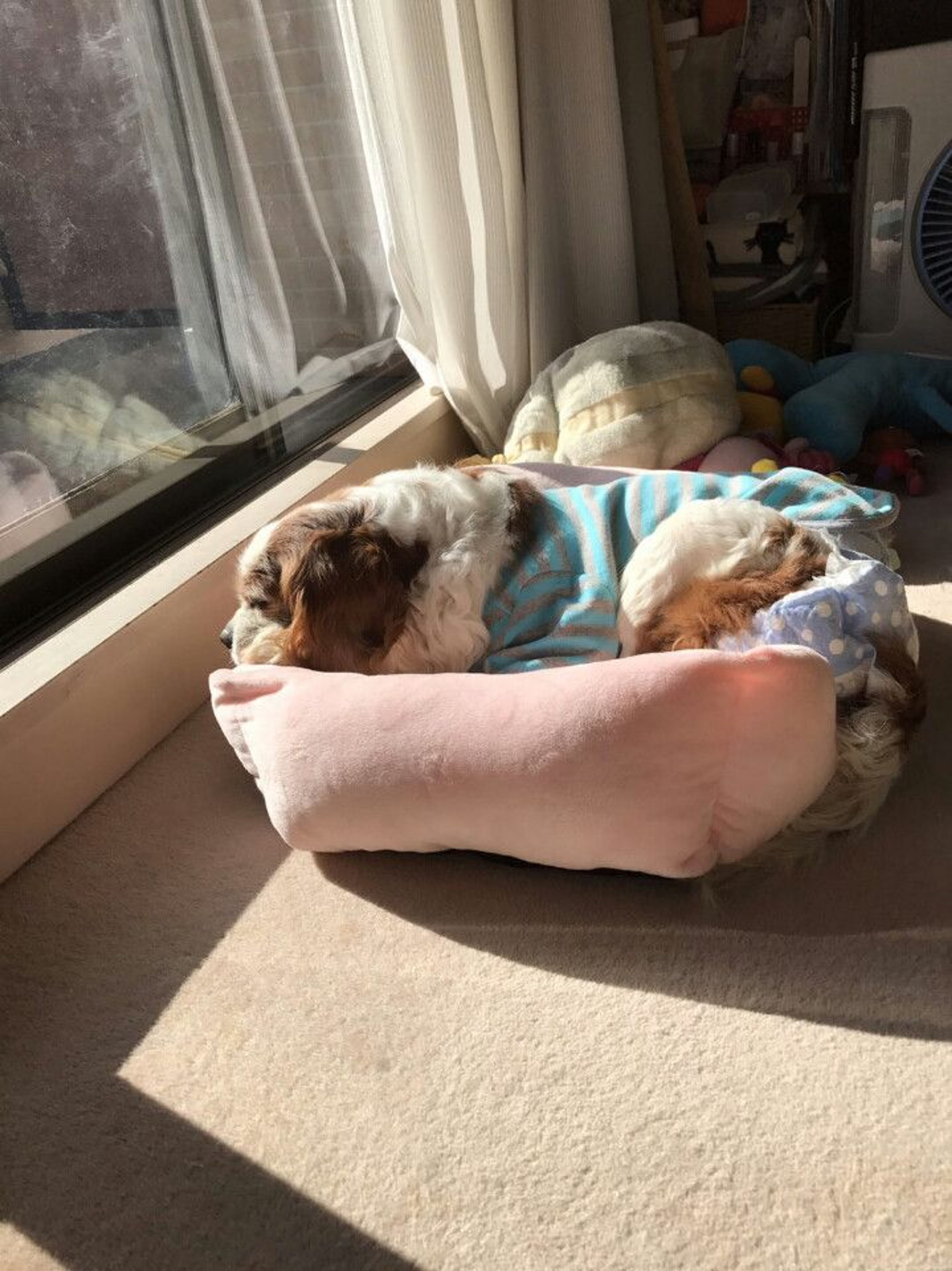 pet-image-3