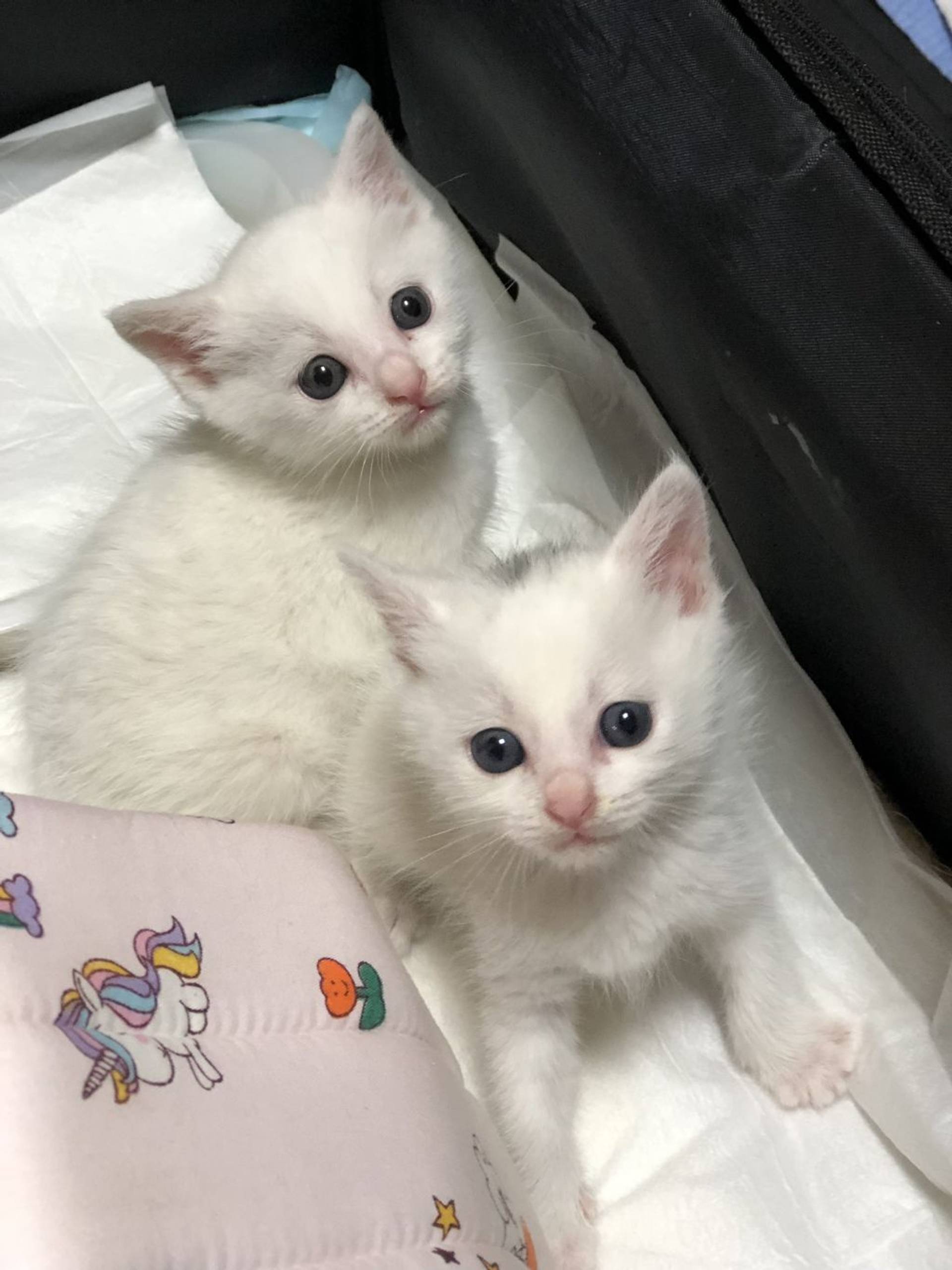 雑種（ミックス猫）・オスの里親募集の写真