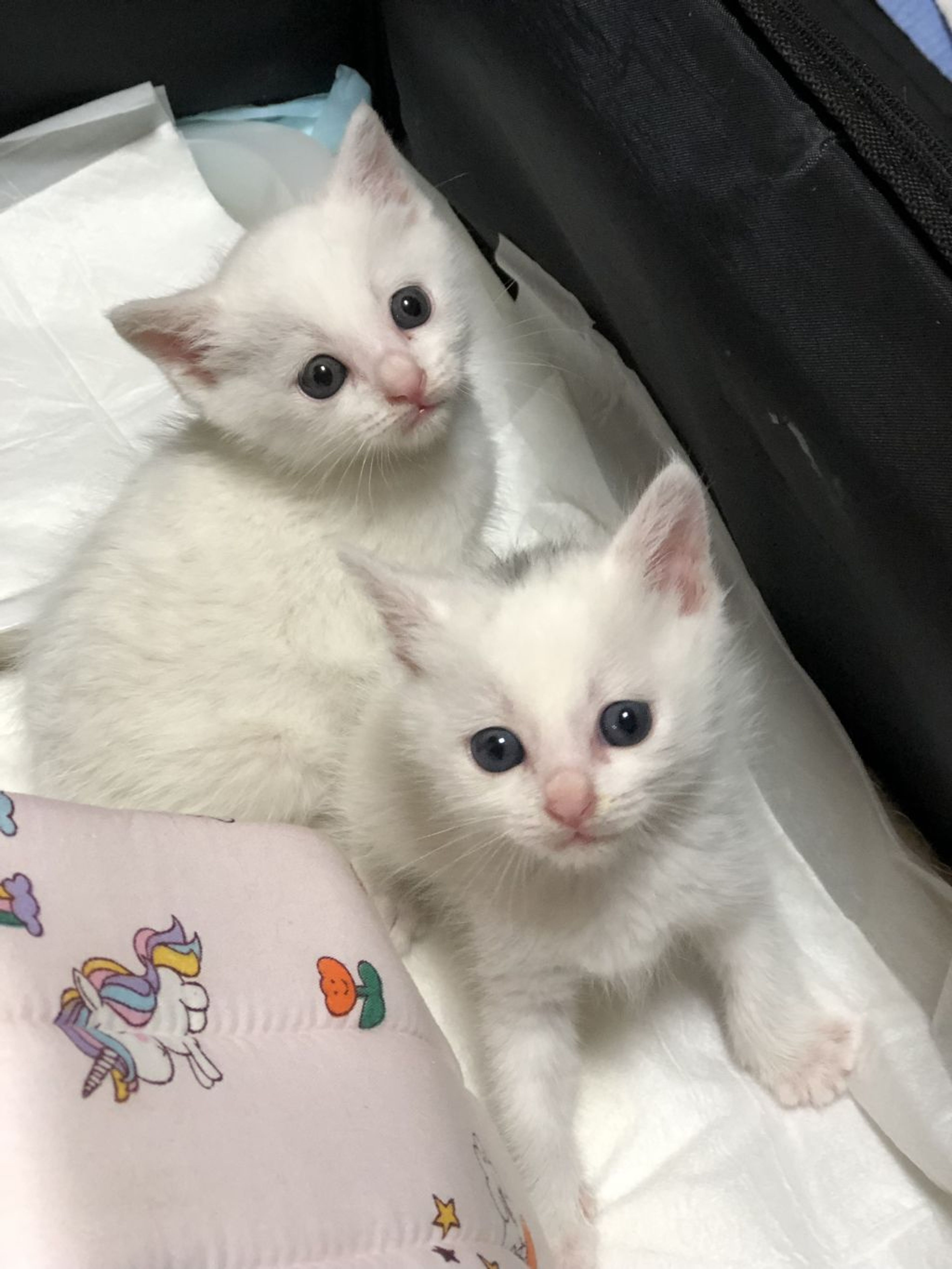 雑種（ミックス猫）・オスの里親募集の写真