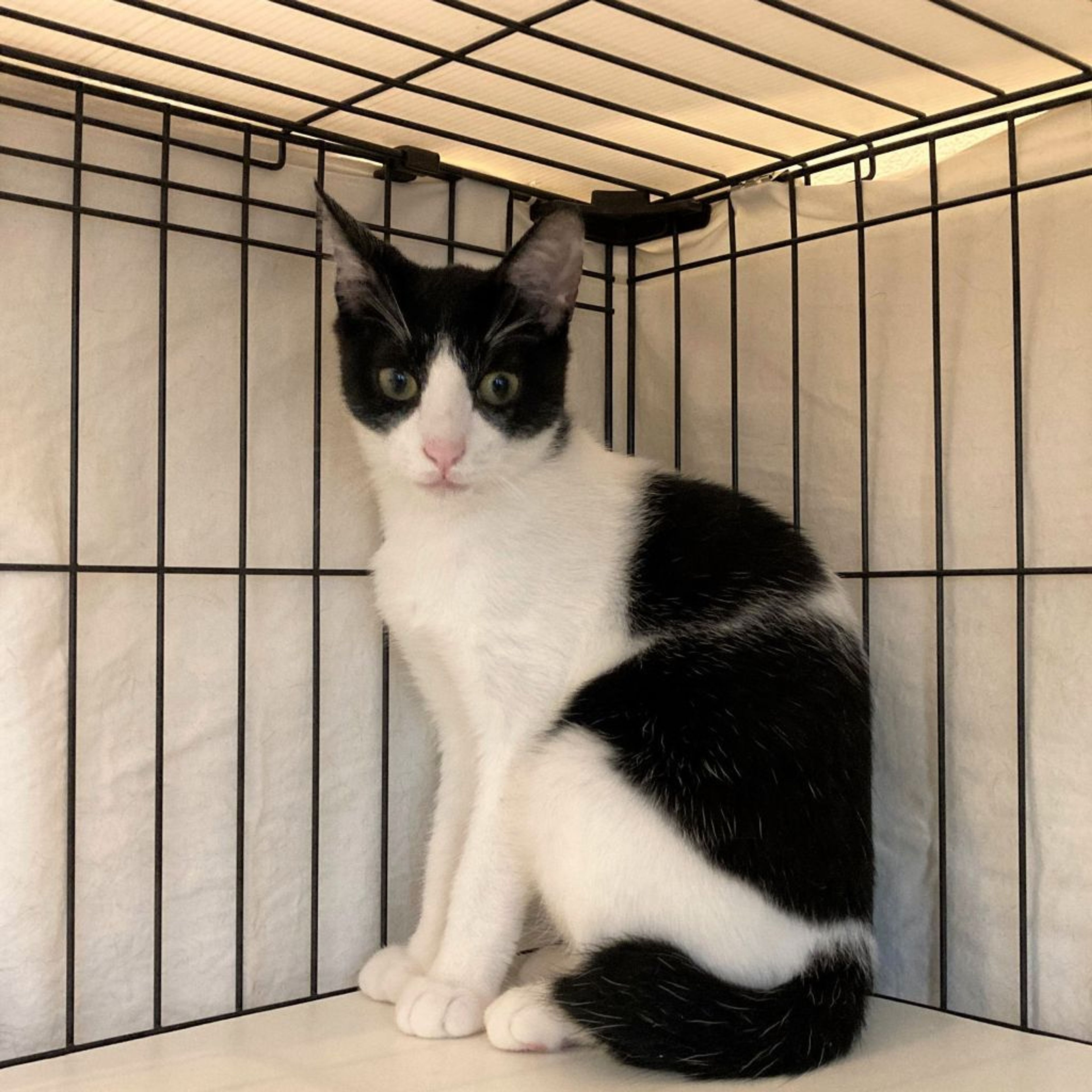 pet-image-2