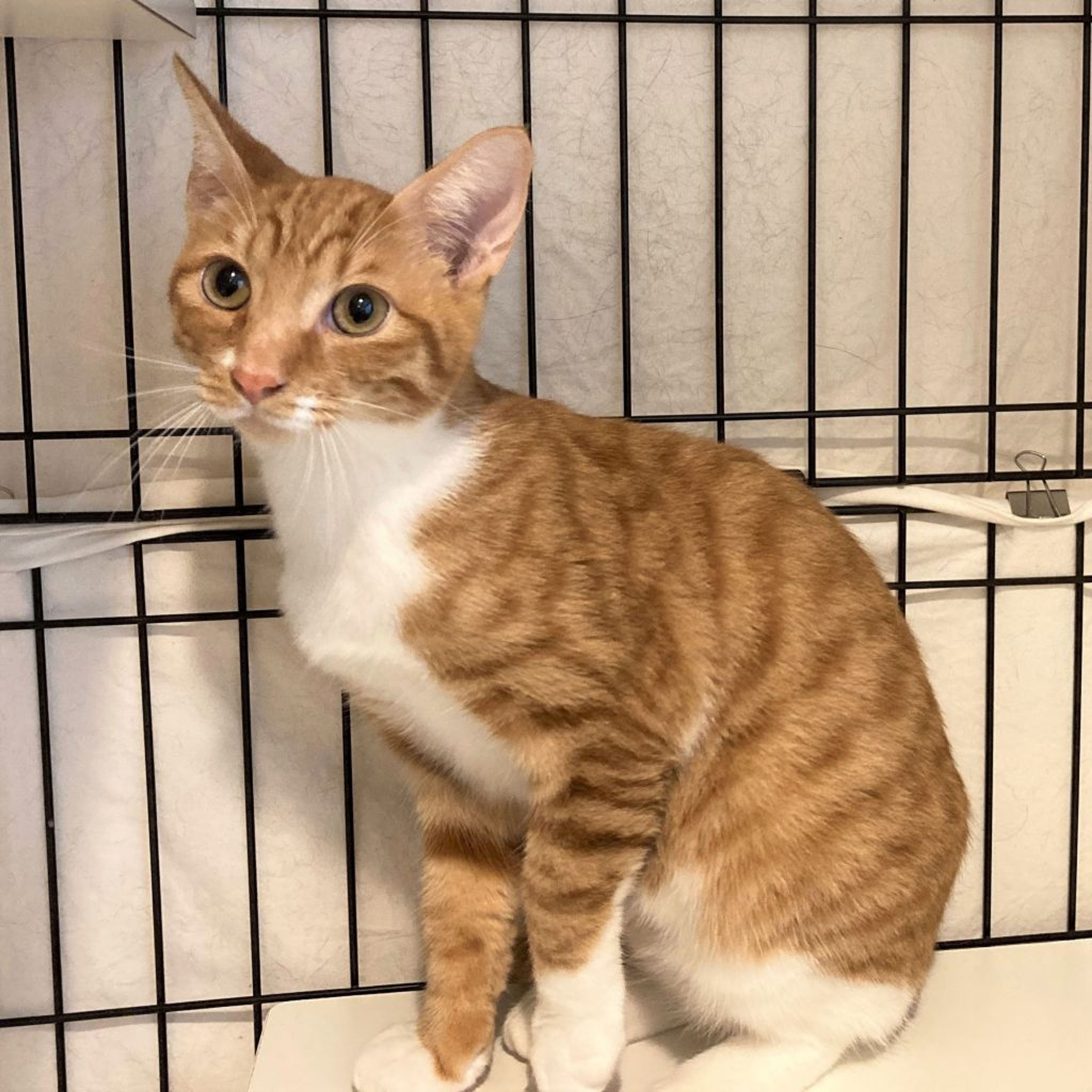 雑種（ミックス猫）・オスの里親募集の写真