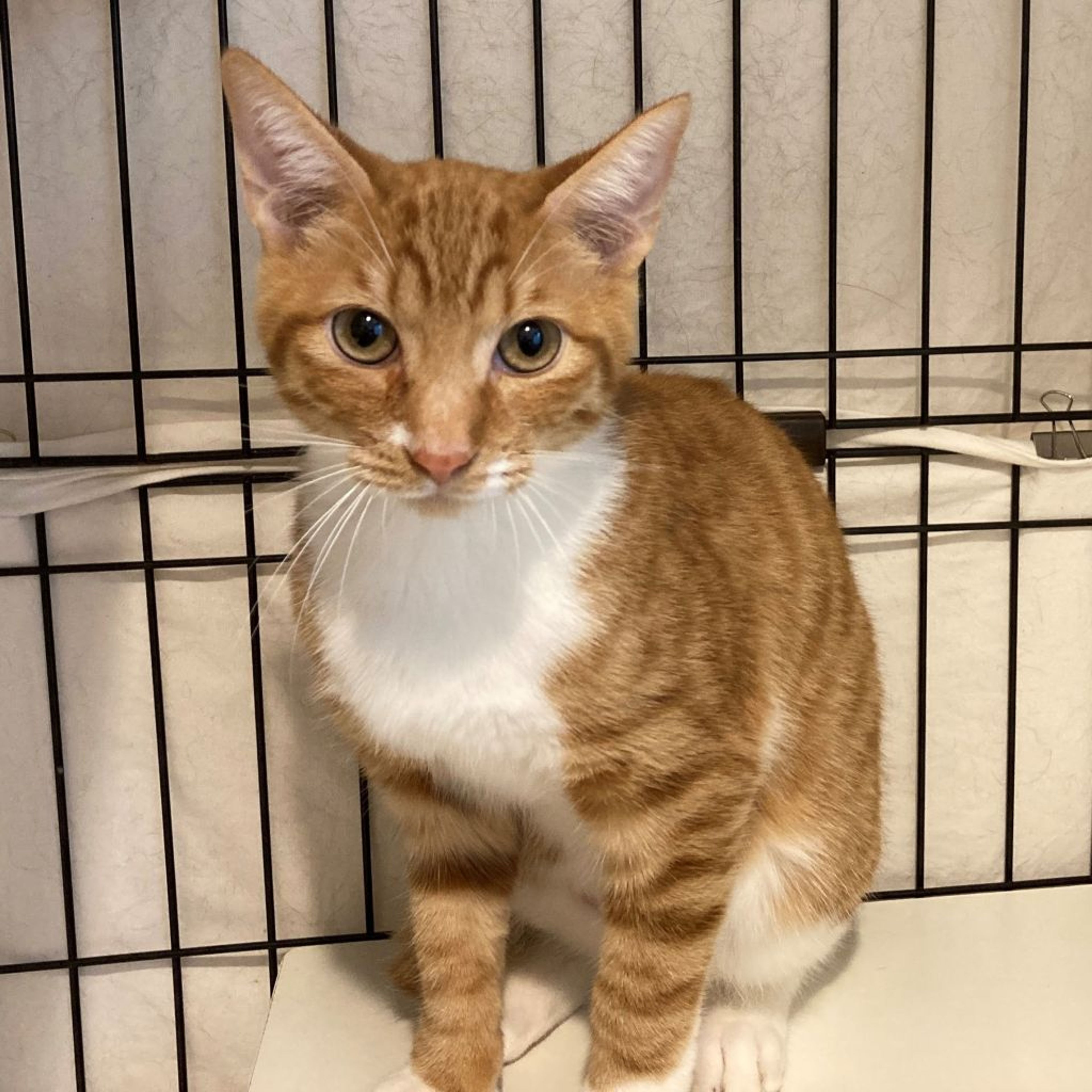 pet-image-2