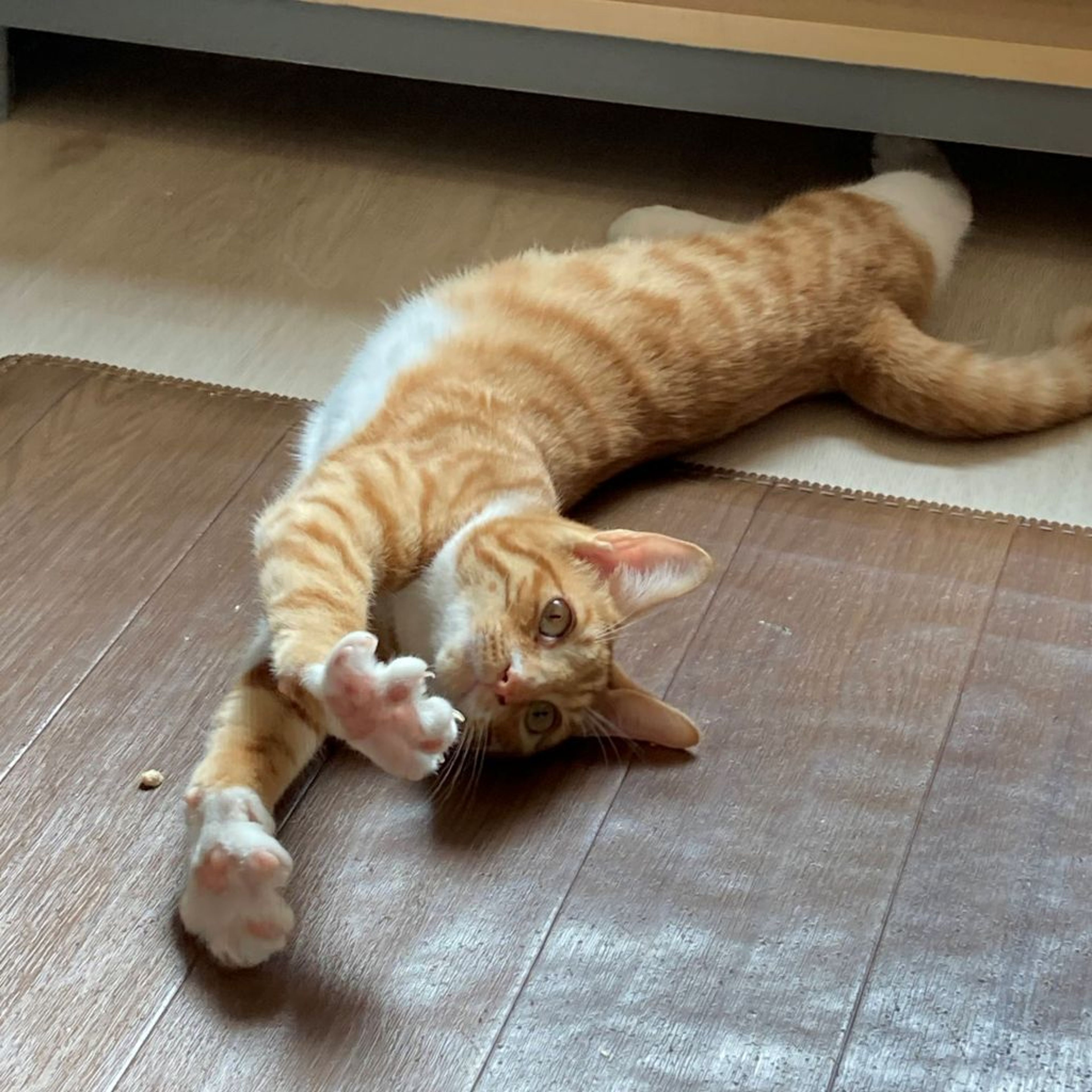 pet-image-3