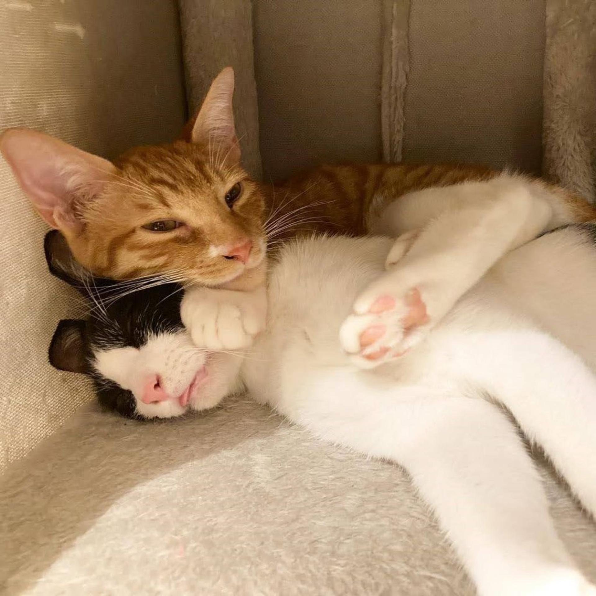 pet-image-4