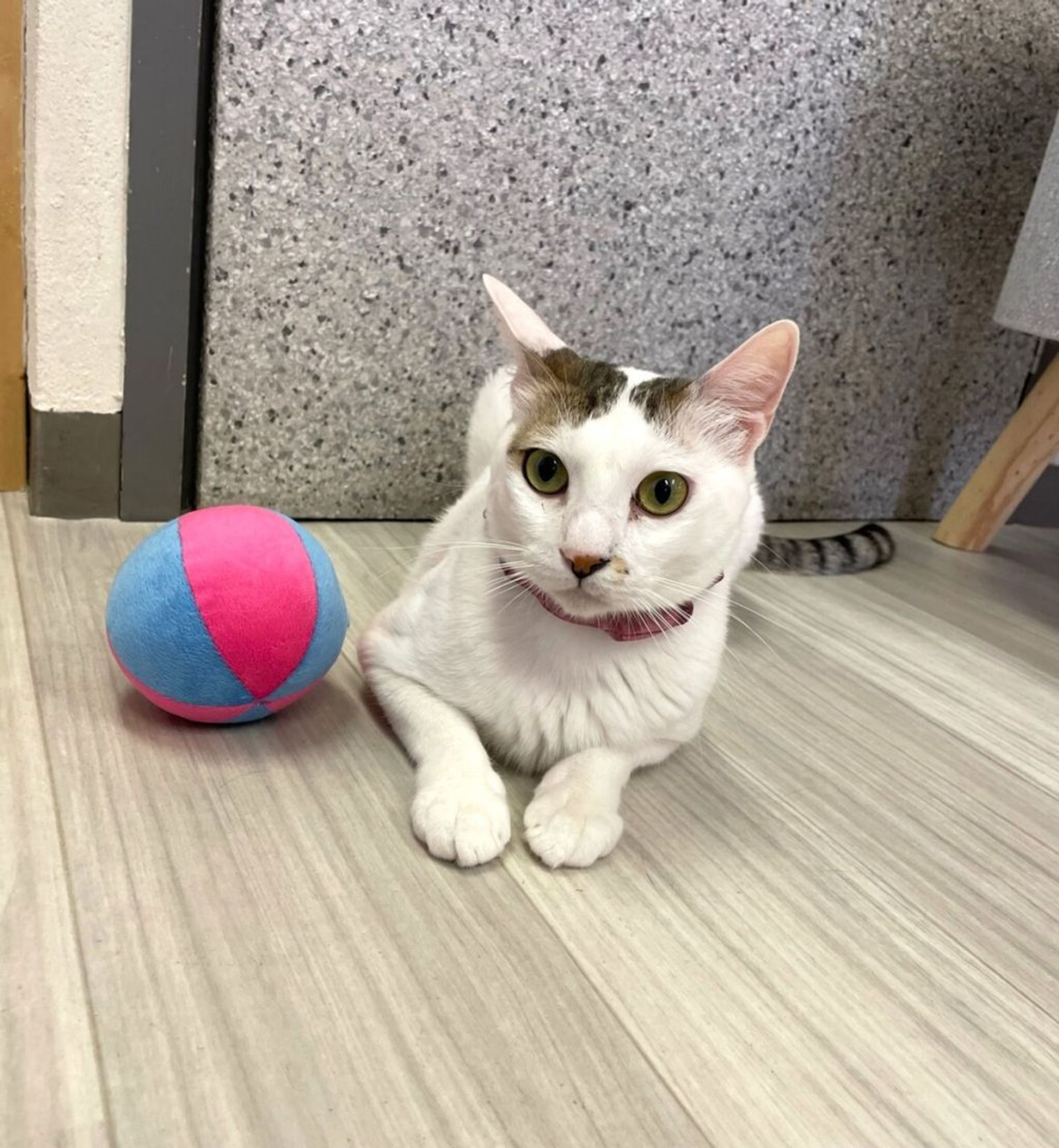 雑種（ミックス猫）・メスの里親募集の写真