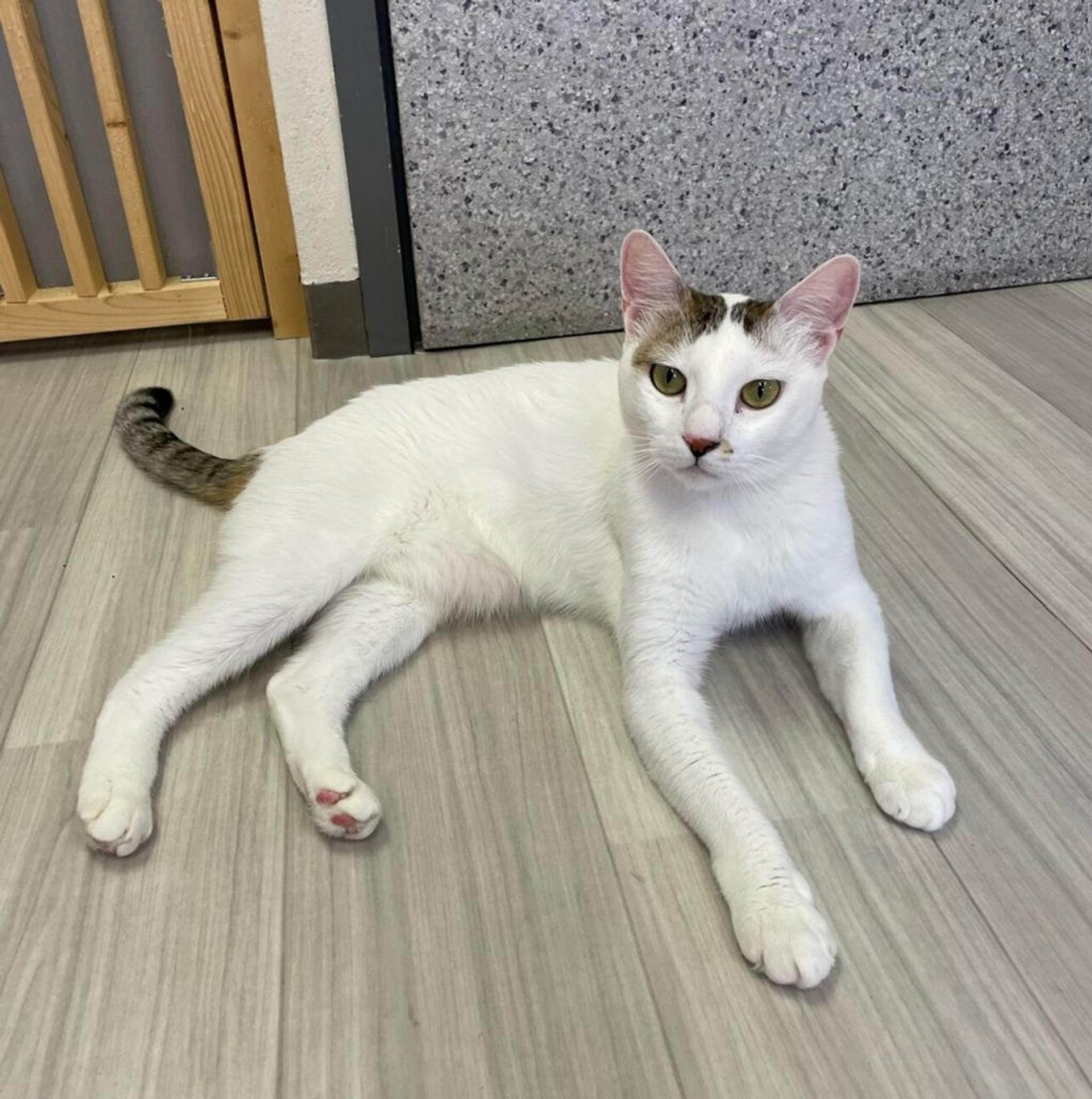 pet-image-2