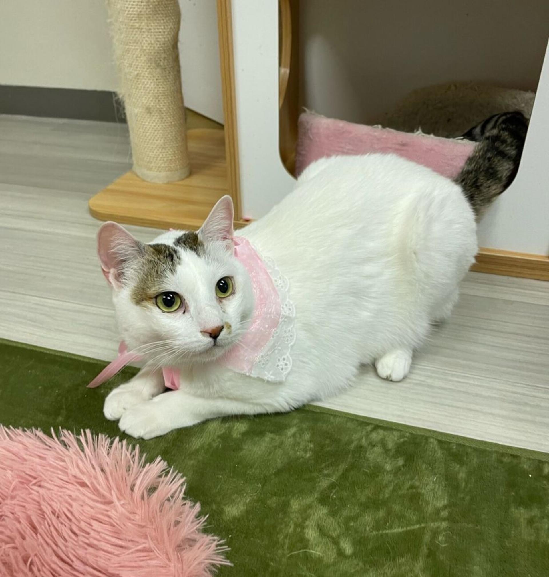 pet-image-3