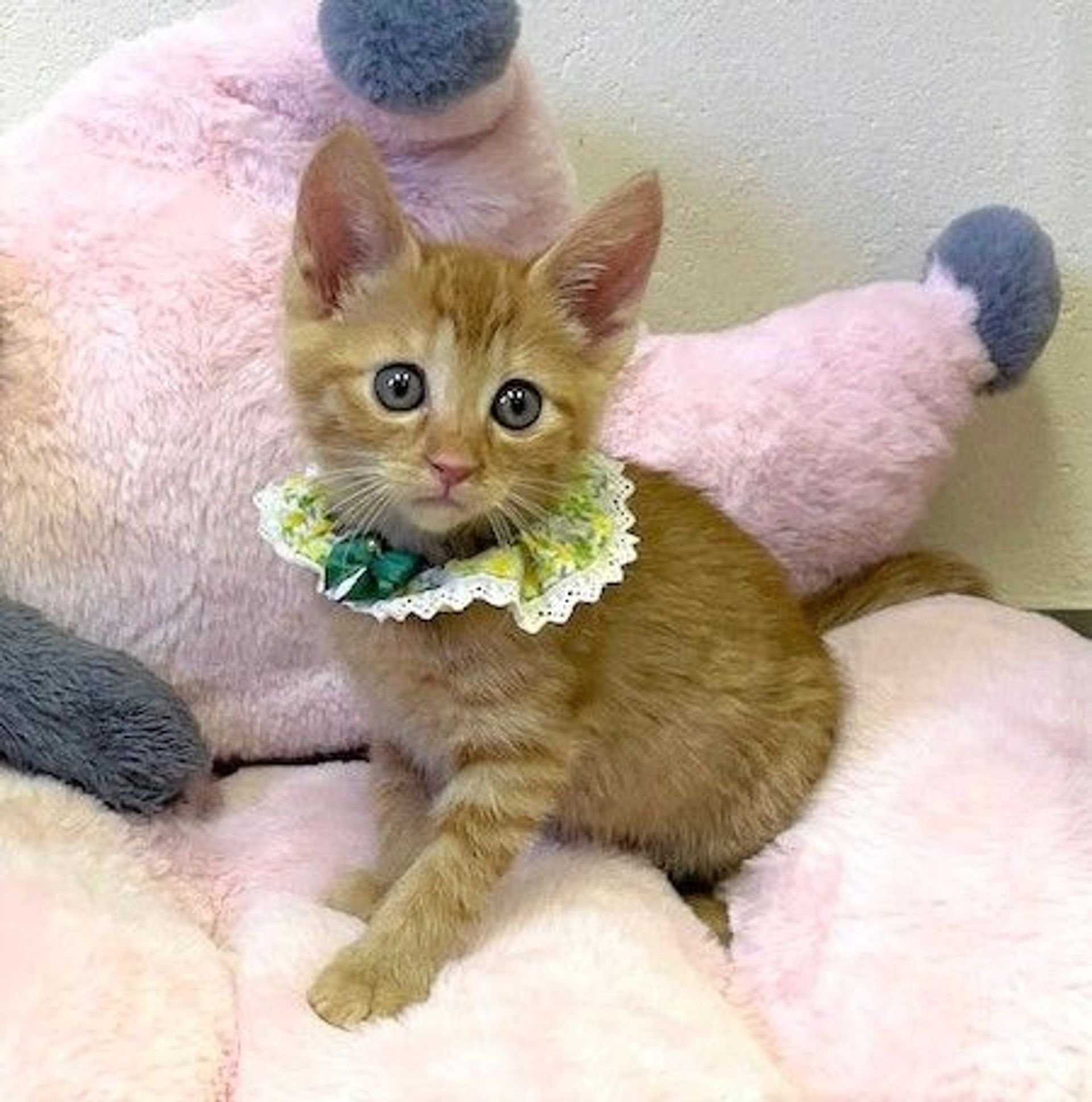 雑種（ミックス猫）・メスの里親募集の写真