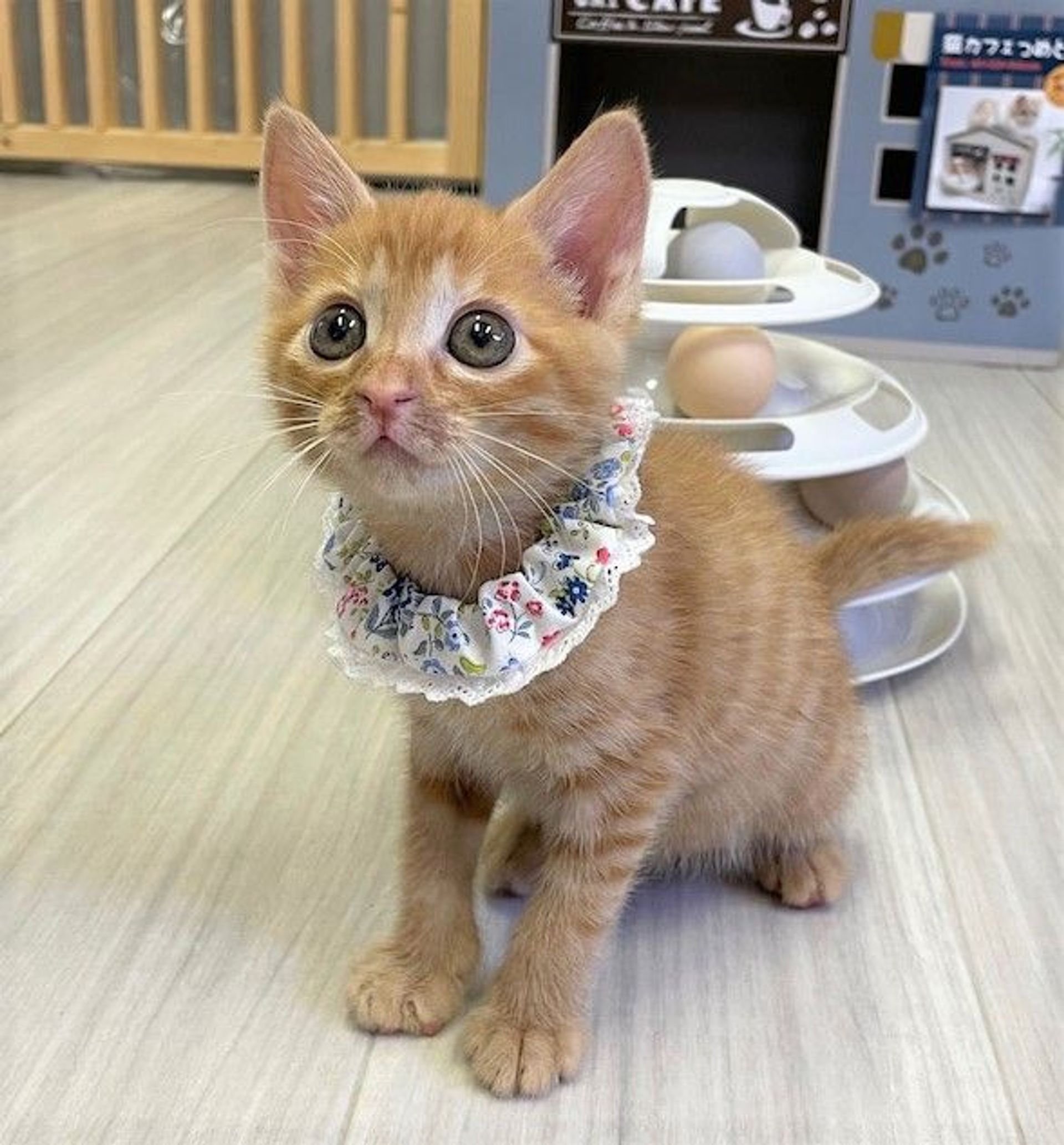 雑種（ミックス猫）・メスの里親募集の写真